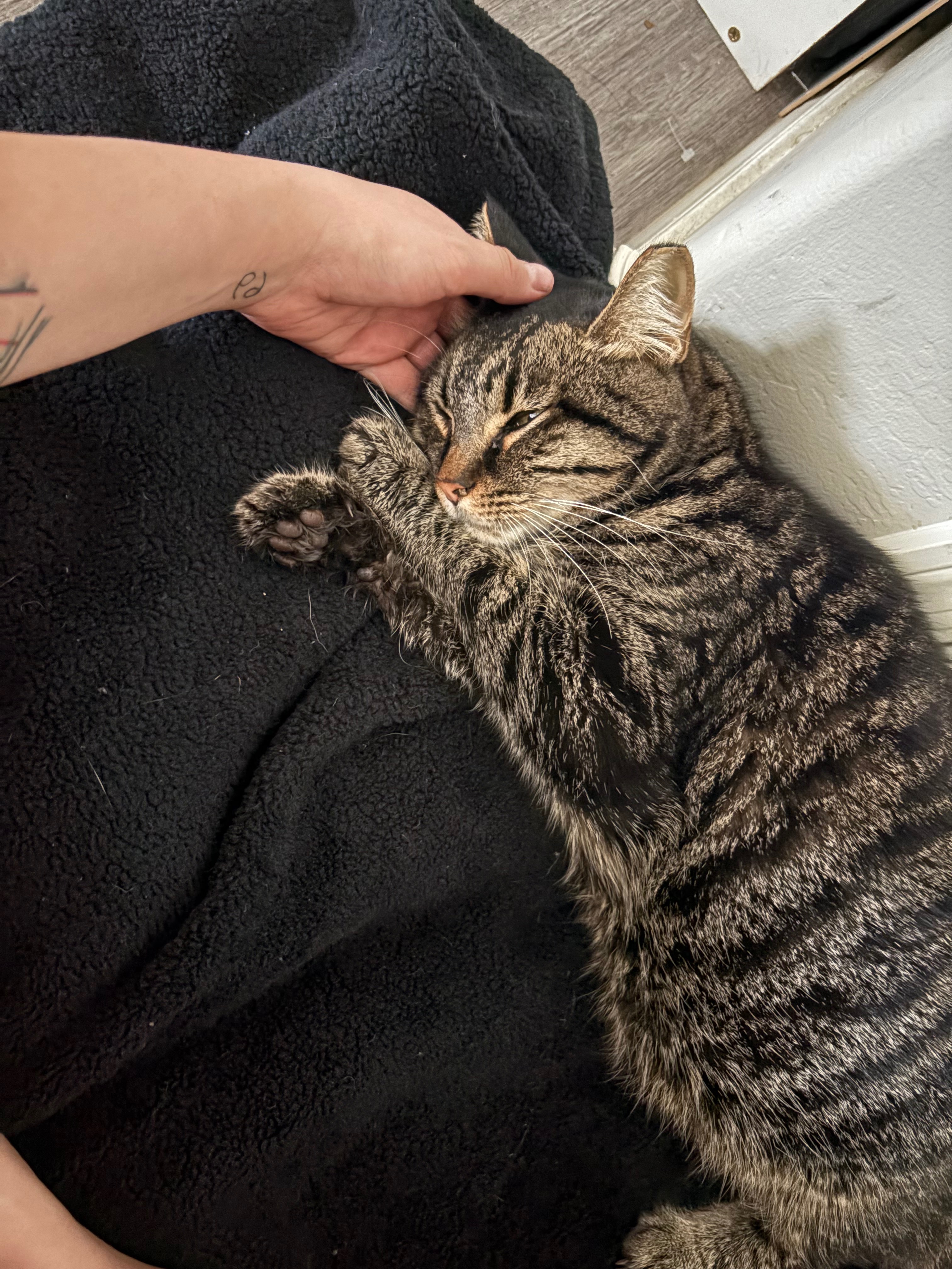 Emergency Care for Simba's Heart and Health campaign photo, 4 of 5