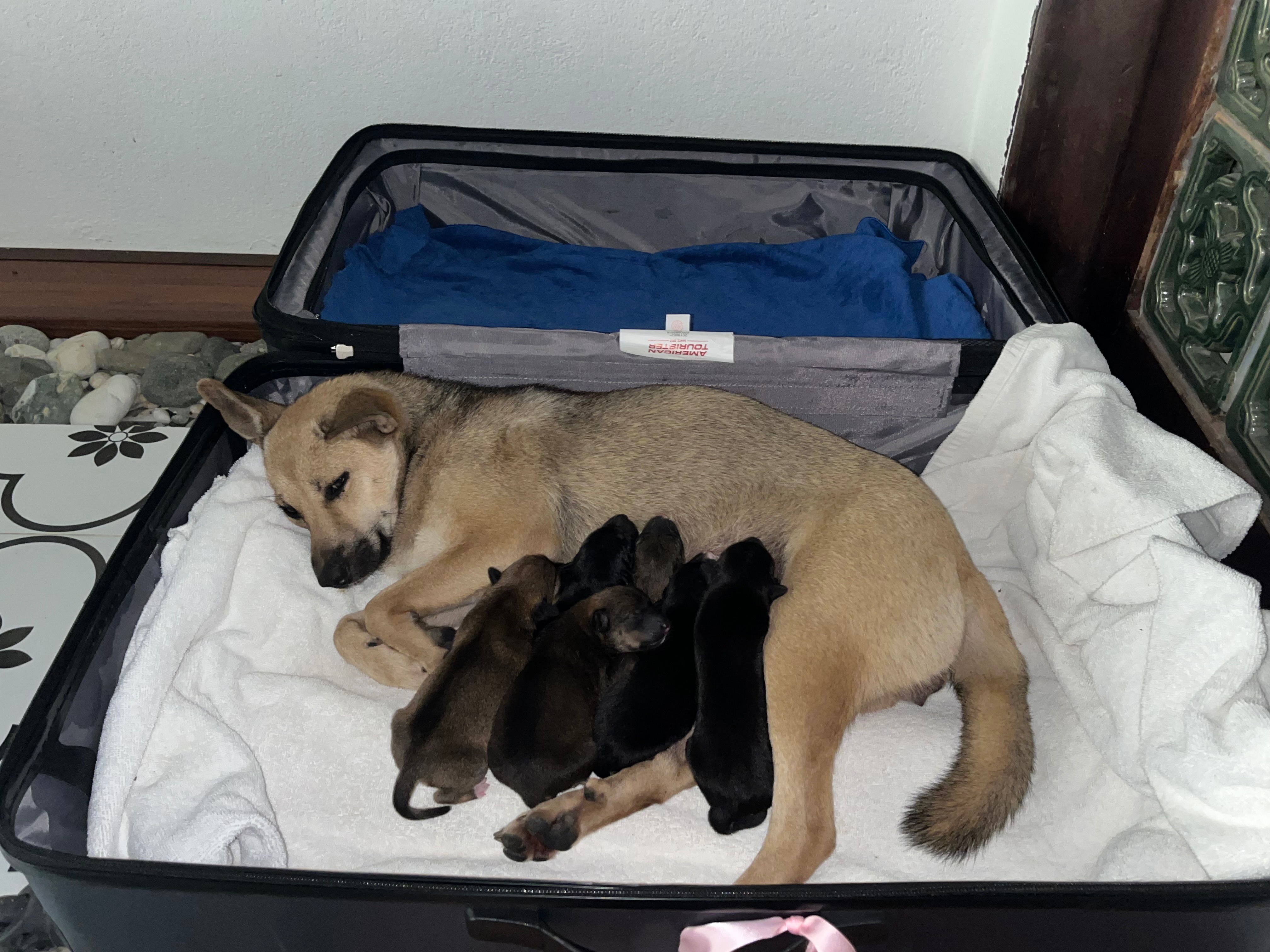 Rainstorm Rescued Puppies in my suitcase campaign photo, 2 of 4