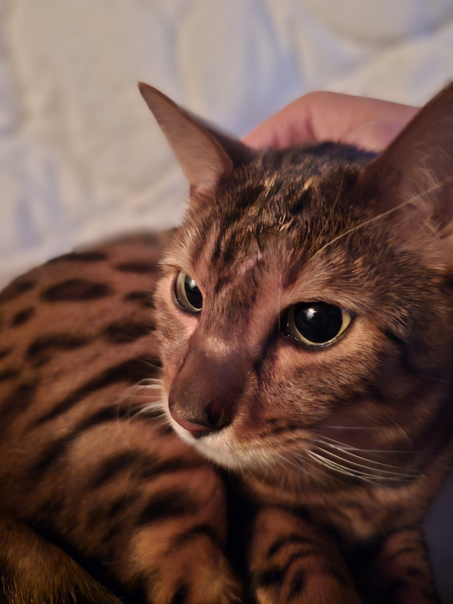 Ein Leben ohne Schmerzen für meinen Loki♥️ campaign photo, 4 of 5