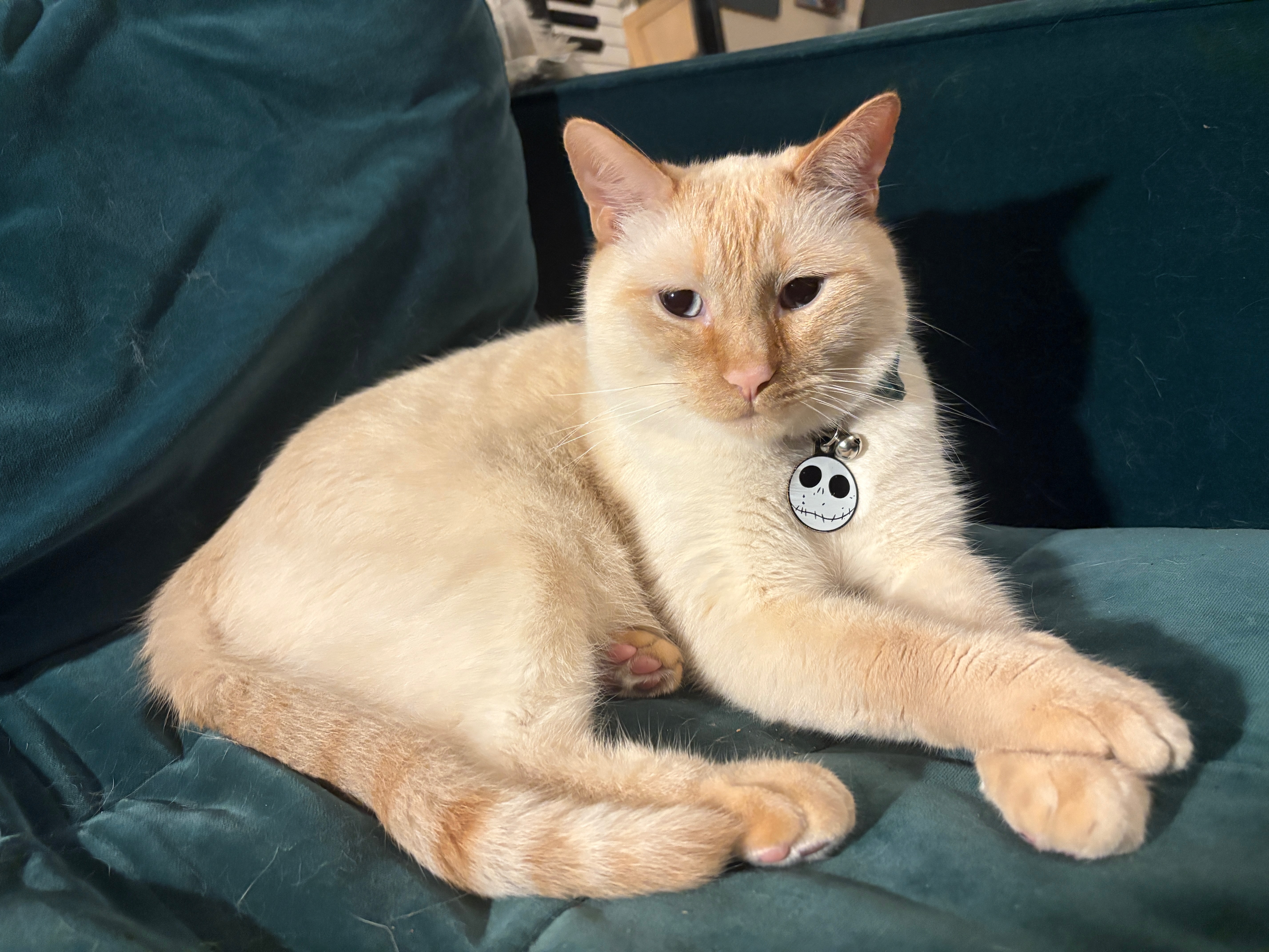 Support Skips's Urgent Medical Care campaign photo, 4 of 7