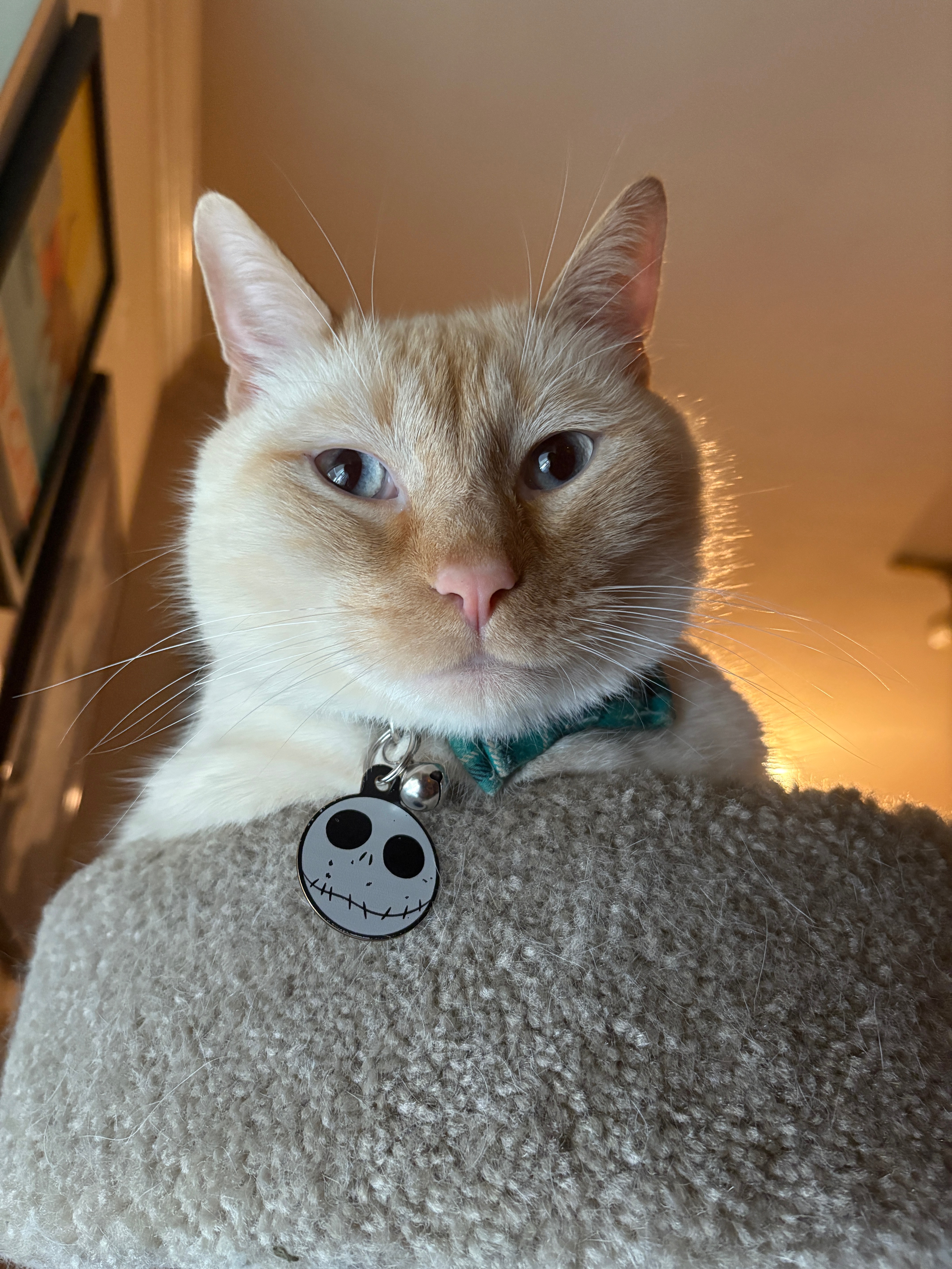 Support Skips's Urgent Medical Care campaign photo, 5 of 7