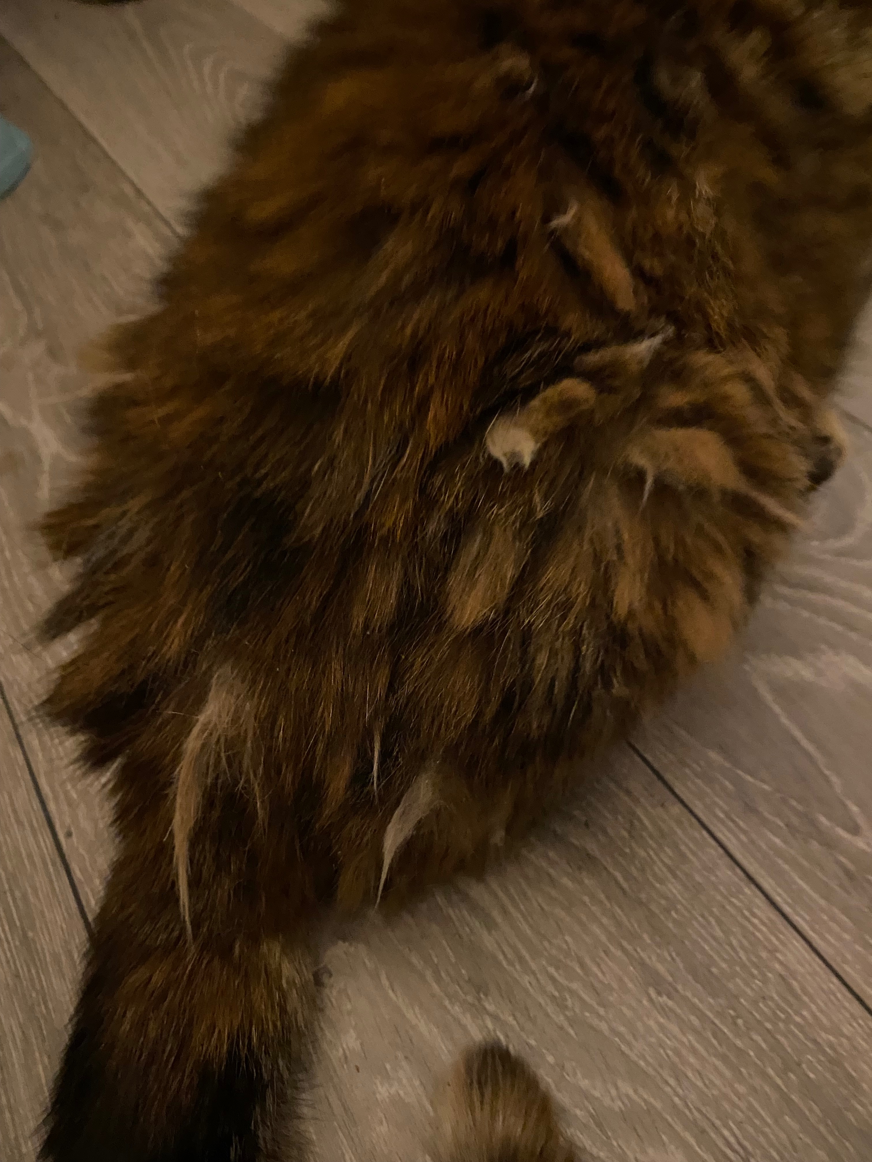 Shadow (stray) campaign photo, 2 of 5