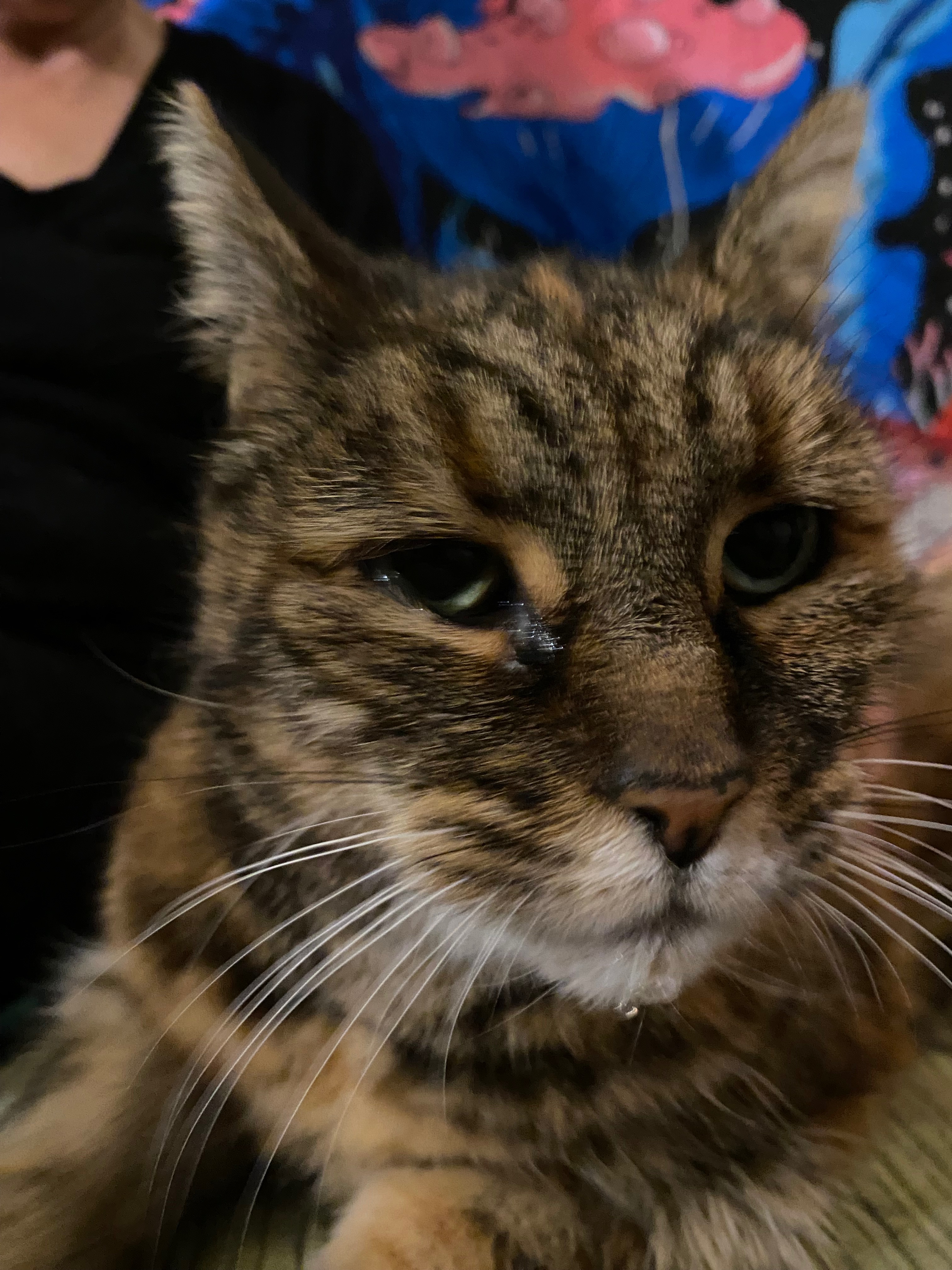 Shadow (stray) campaign photo, 4 of 5