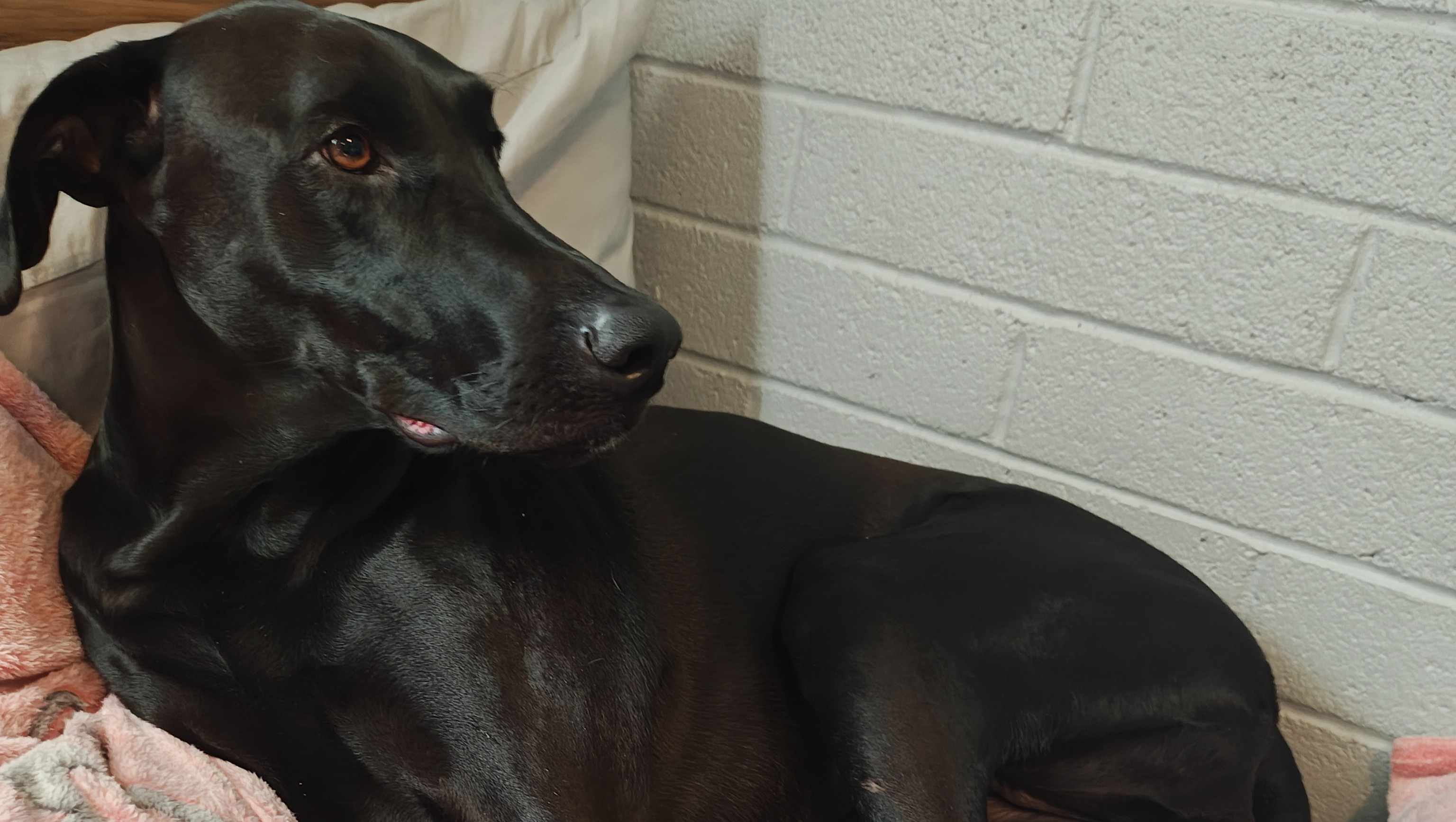 Help Save Roxy from Bone Cancer photo