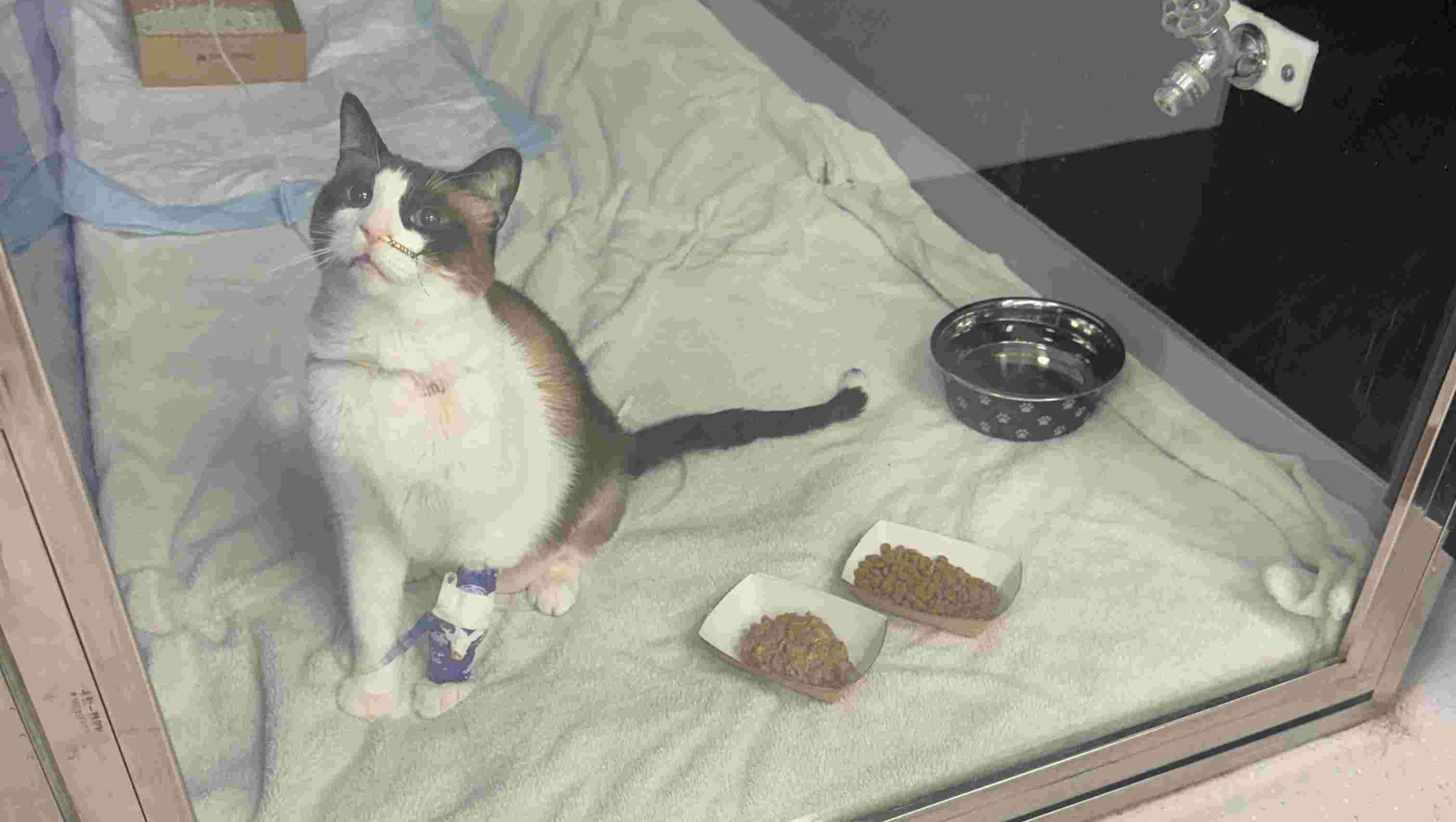 Donate to Buddy's Extended Hospitalization photo