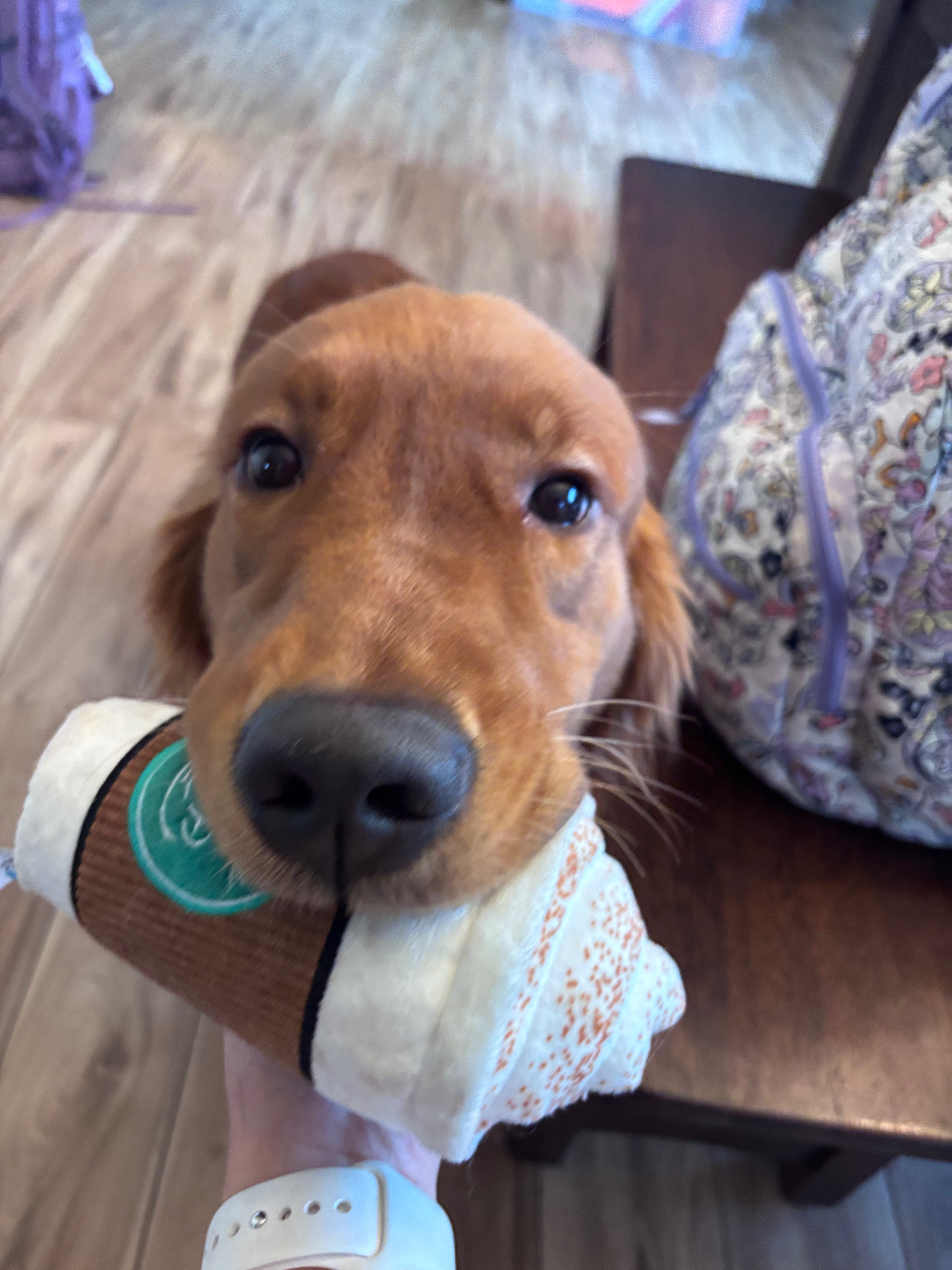 Help Cinnamon Get Emergency Hip Replacement Surgery campaign photo, 2 of 4