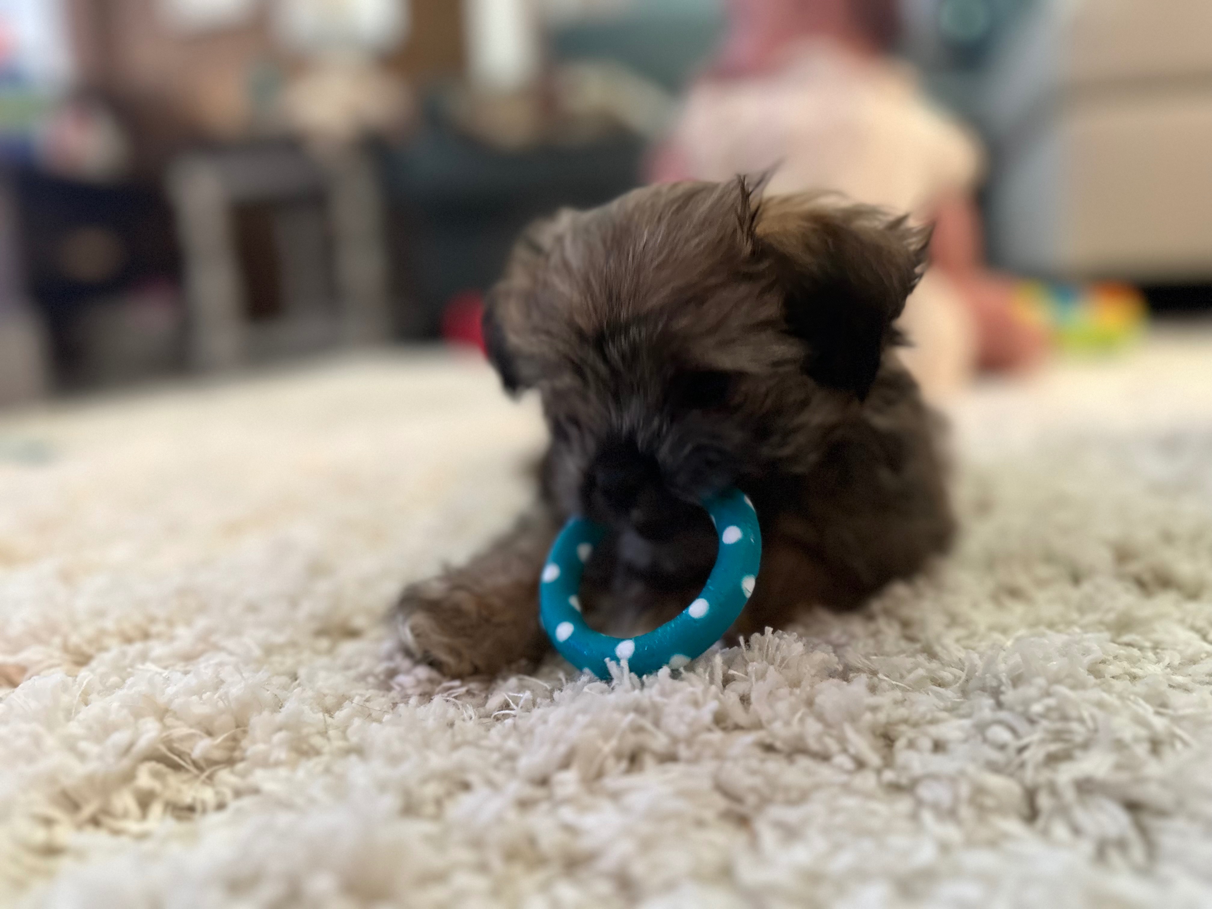 Save Sadie's Life: Urgent Heart Surgery Needed campaign photo, 4 of 5
