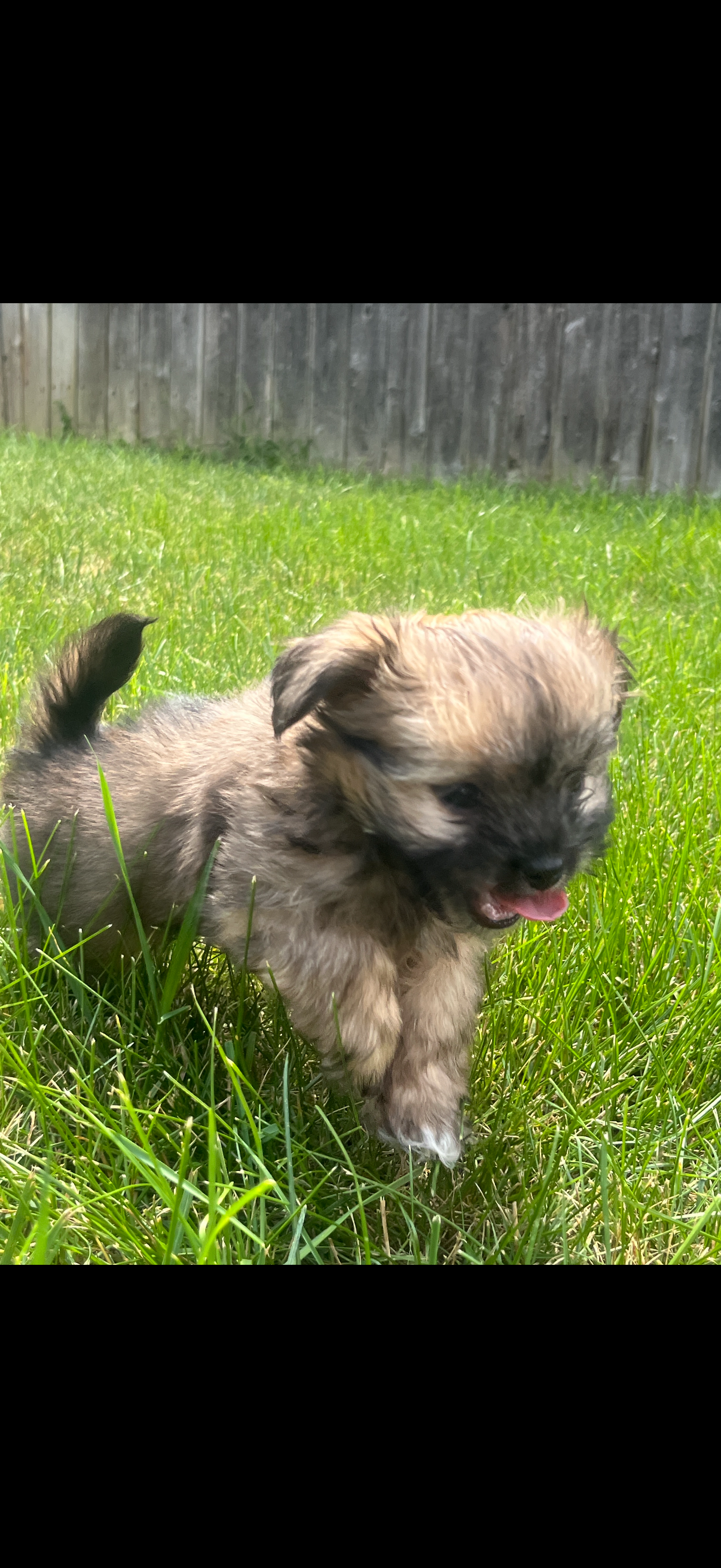 Save Sadie's Life: Urgent Heart Surgery Needed campaign photo, 2 of 5