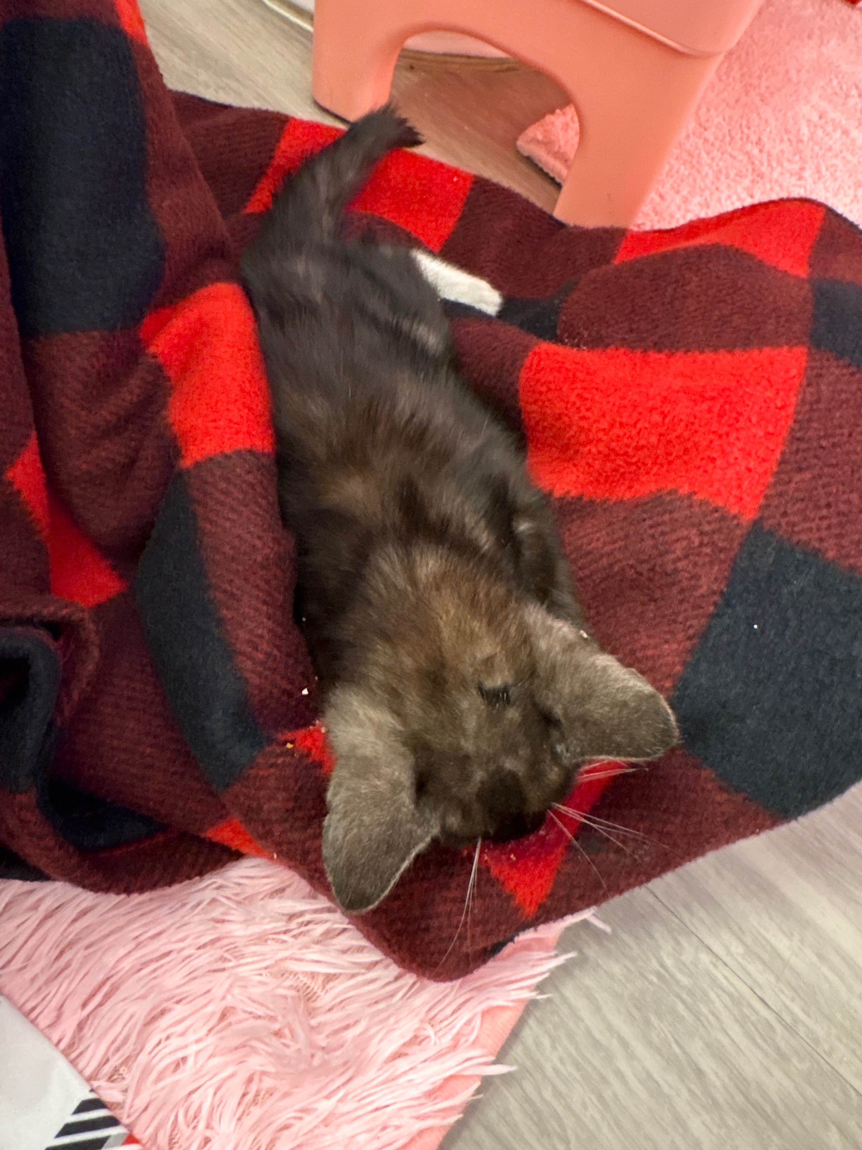 Support Lydia's Effort to Save a Precious Kitten campaign photo, 2 of 3