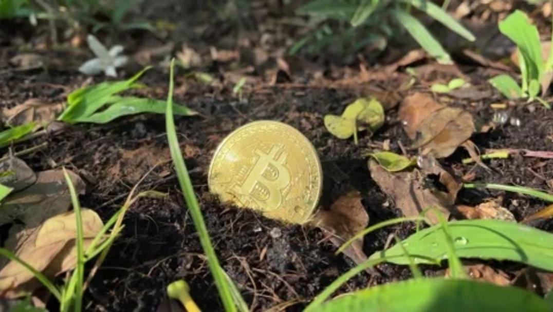 Photo du lien “Plant Trees, Grow Bitcoin, Build a Future” épinglée