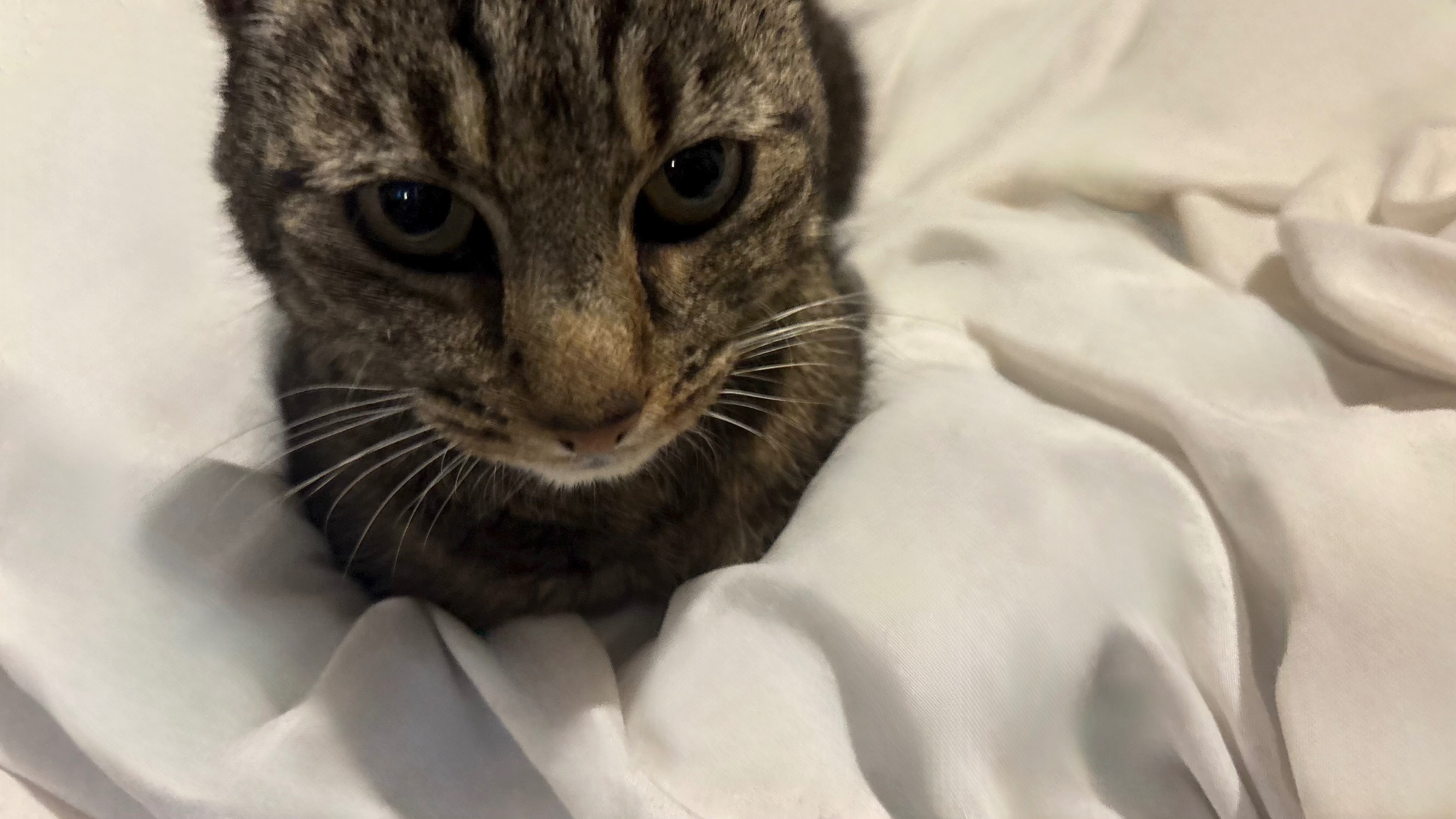 Medical bill (heart scan & fluid draining) for my cat Kitkat campaign photo, 2 of 5