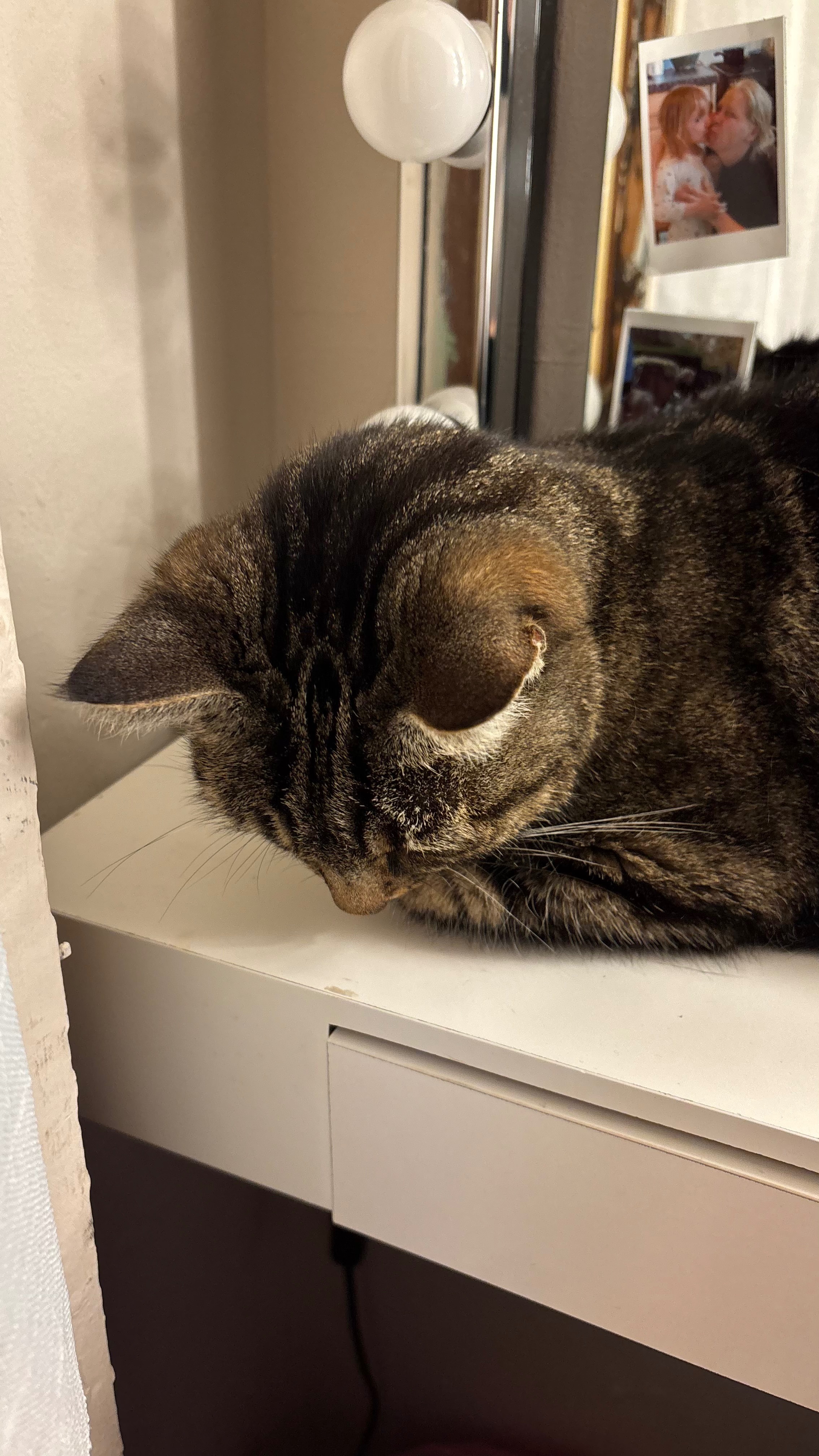 Medical bill (heart scan & fluid draining) for my cat Kitkat campaign photo, 4 of 5