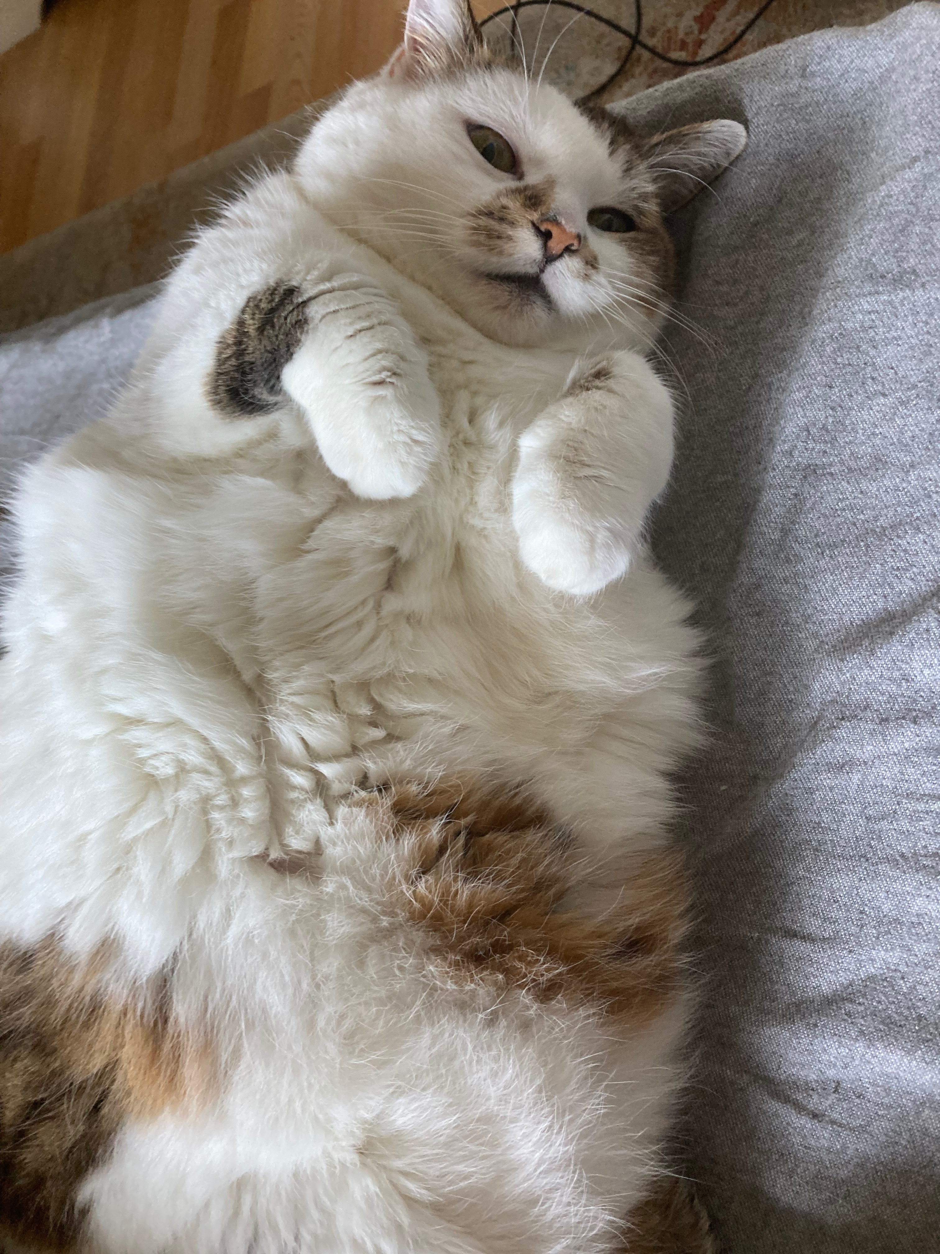 Poor baby': Tiny dog named \, image size:3024x4032