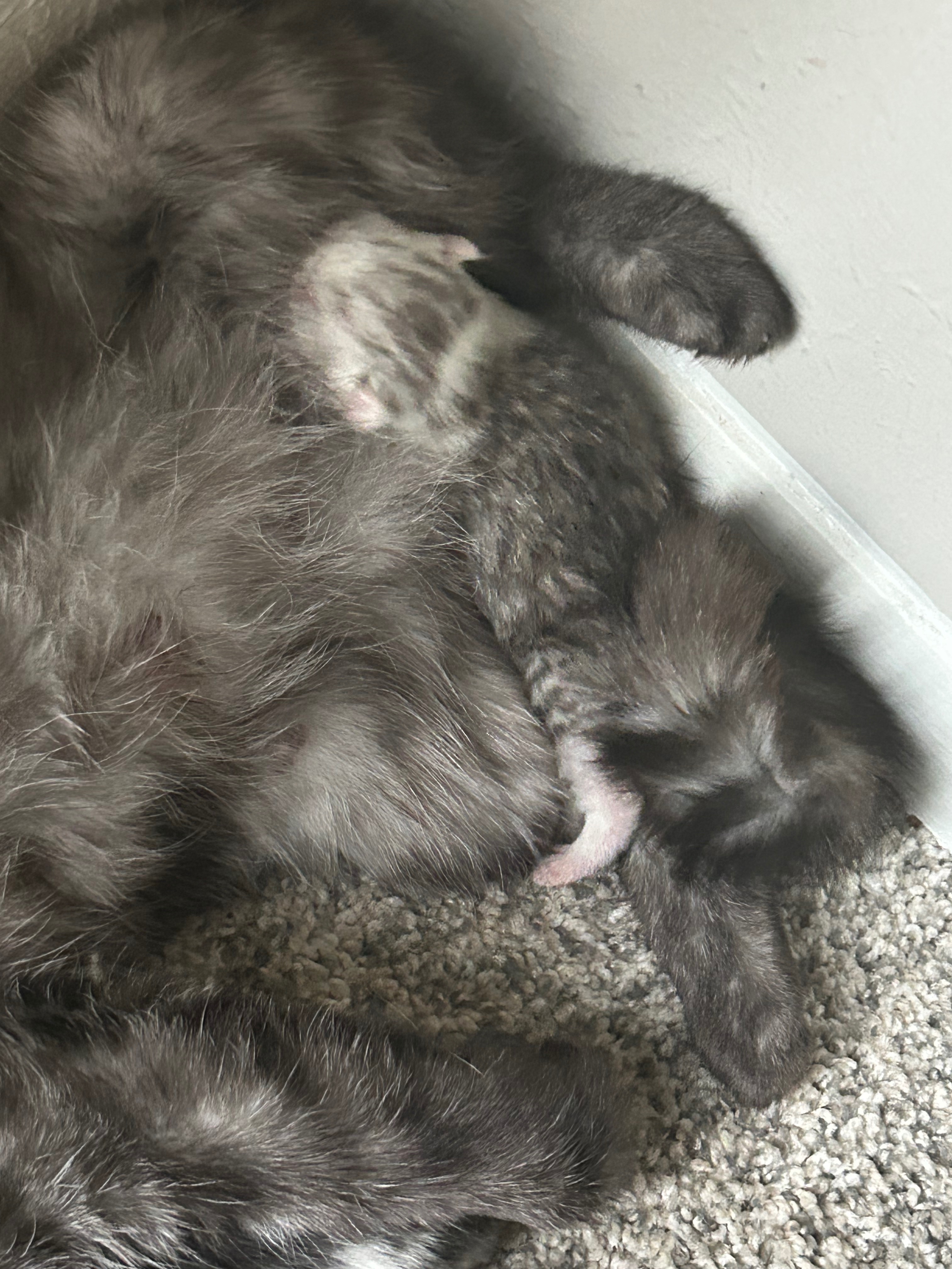 Give Cardi B's Kittens a Chance at Life campaign photo, 5 of 6