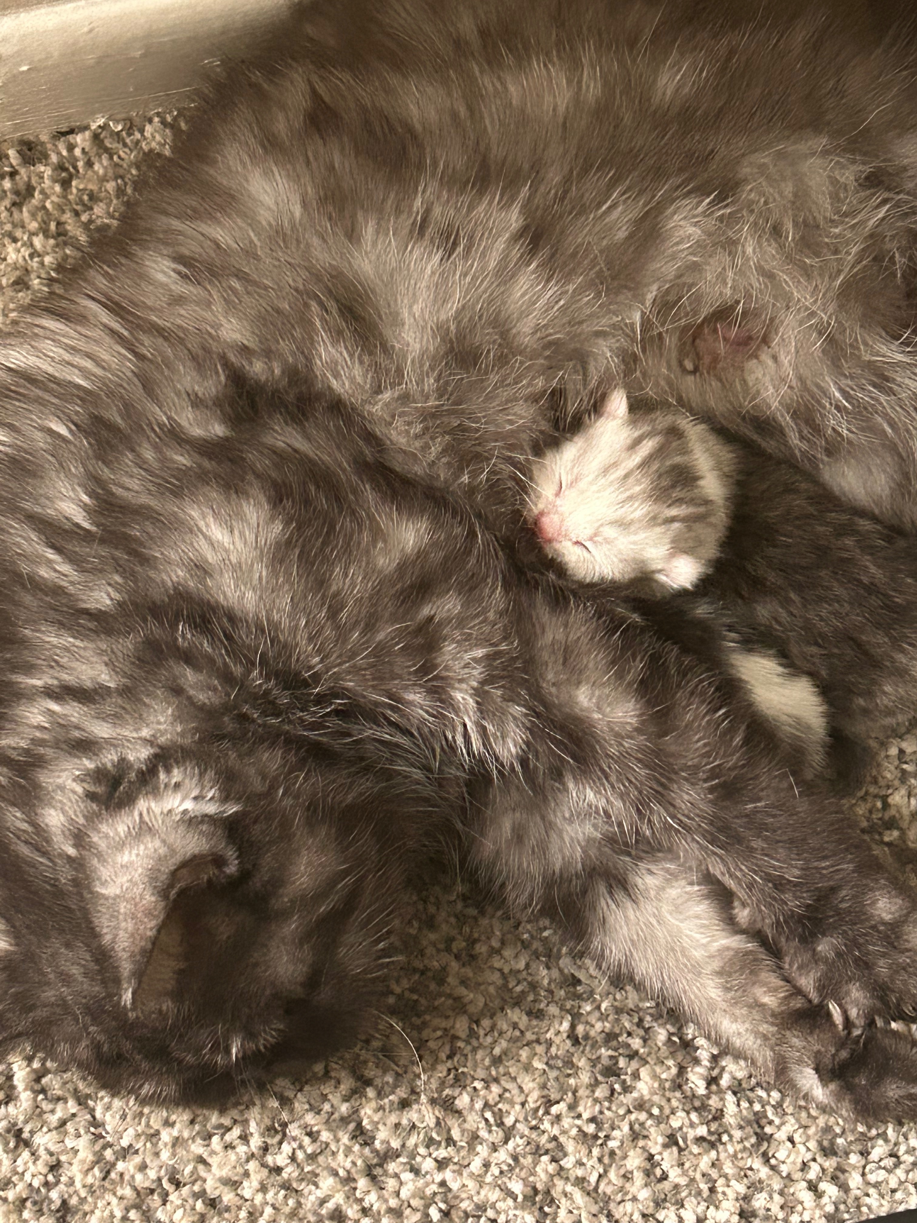 Give Cardi B's Kittens a Chance at Life campaign photo, 2 of 6
