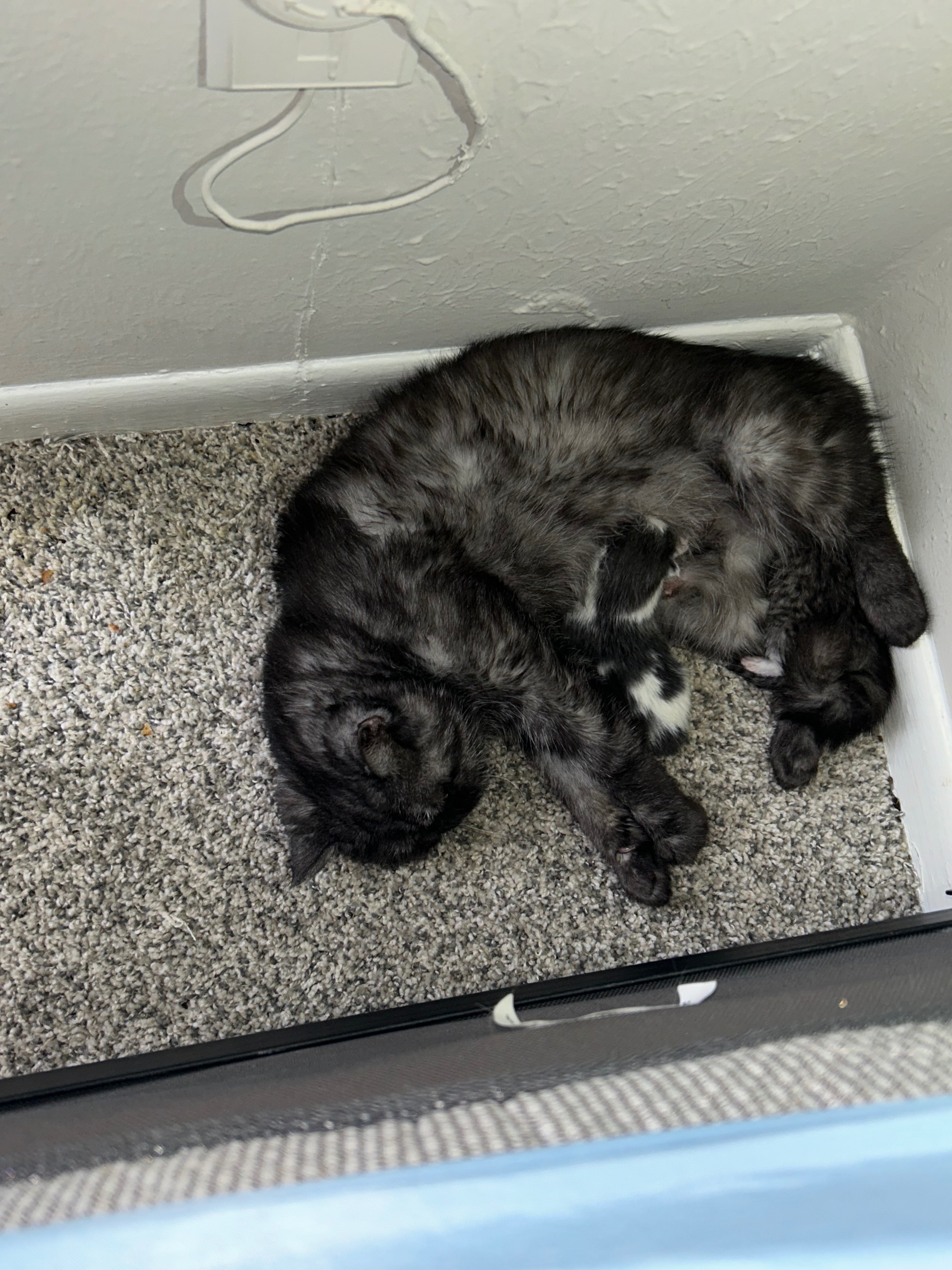 Give Cardi B's Kittens a Chance at Life campaign photo, 4 of 6