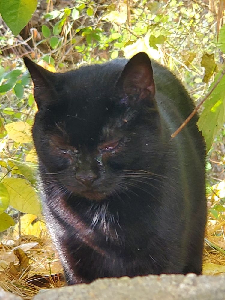 Bagheera - Feral Cat Fund campaign photo, 2 of 4