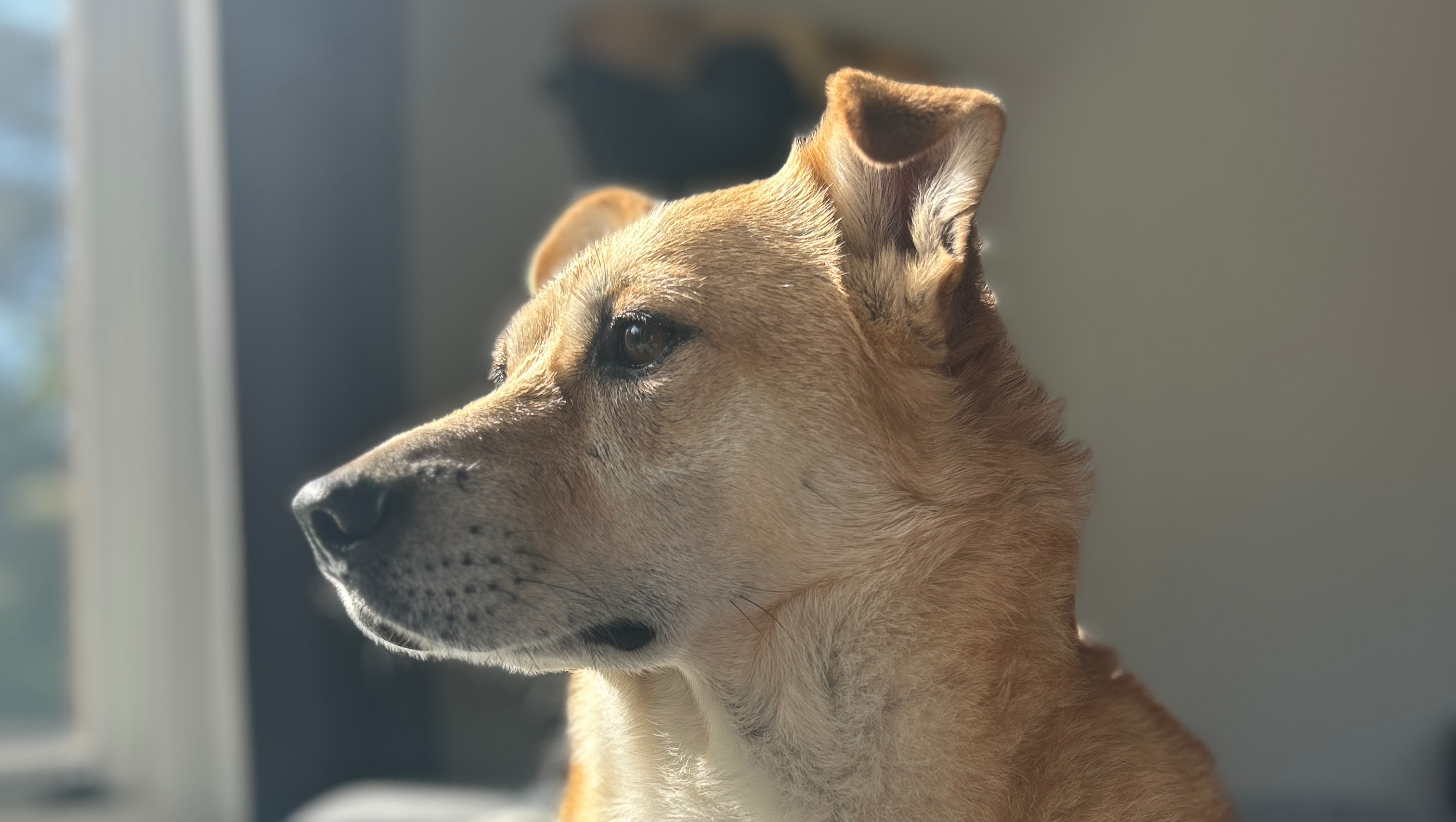 Reise für meinen Hund photo