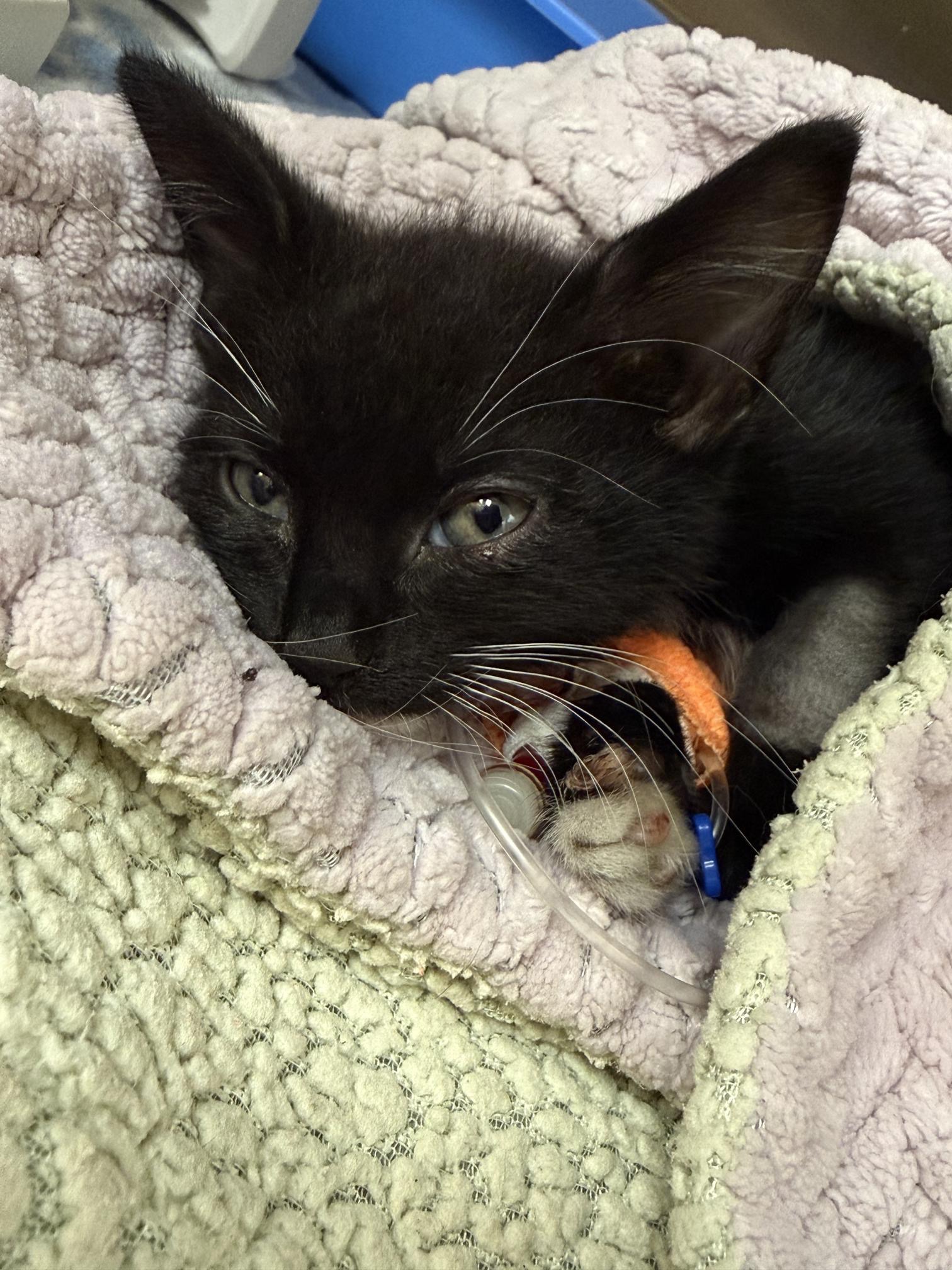 Help Me Save Molly- The Kitten Who Refused to Quit campaign photo, 7 of 8