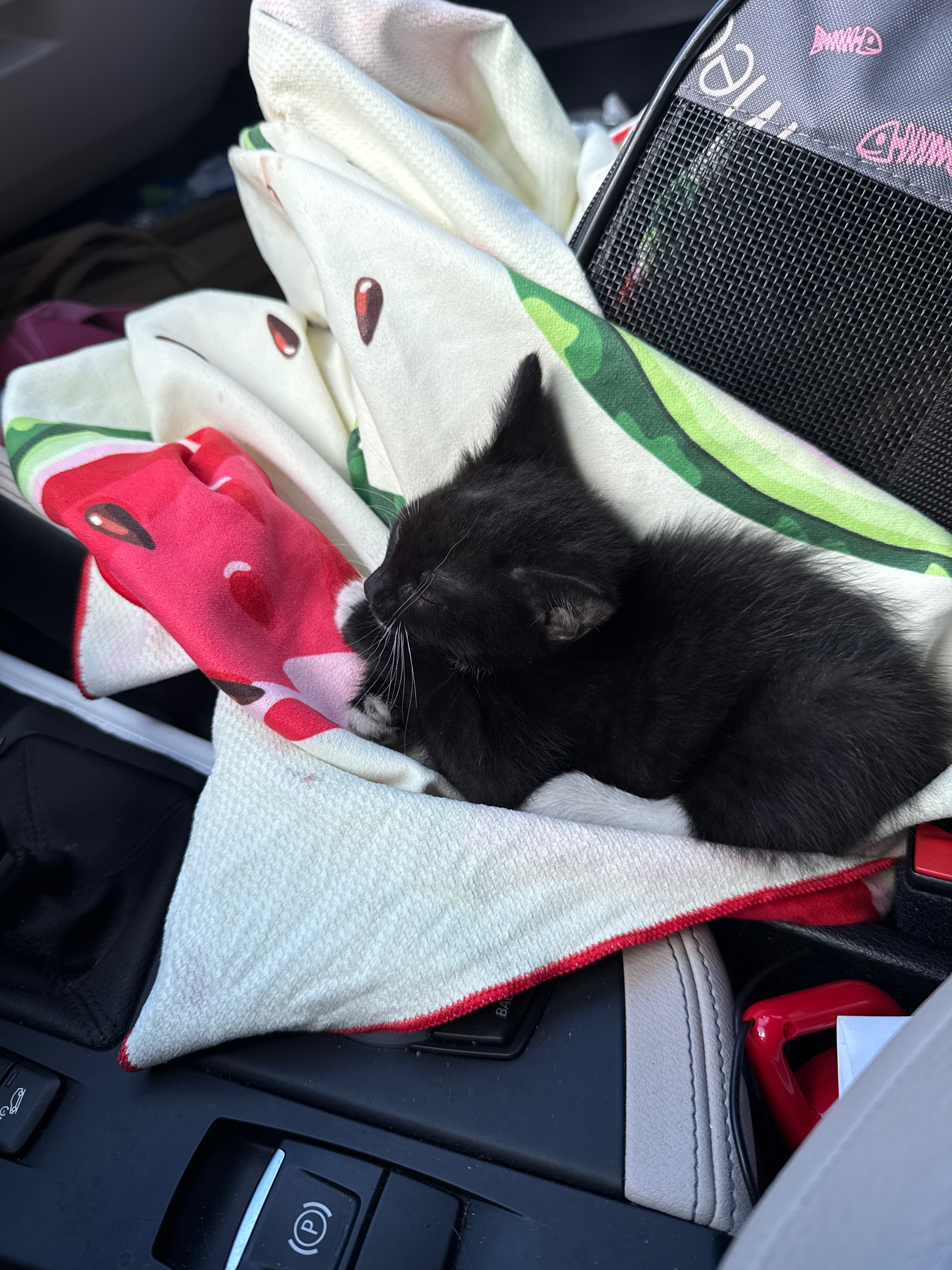 Help Me Save Molly- The Kitten Who Refused to Quit campaign photo, 2 of 8