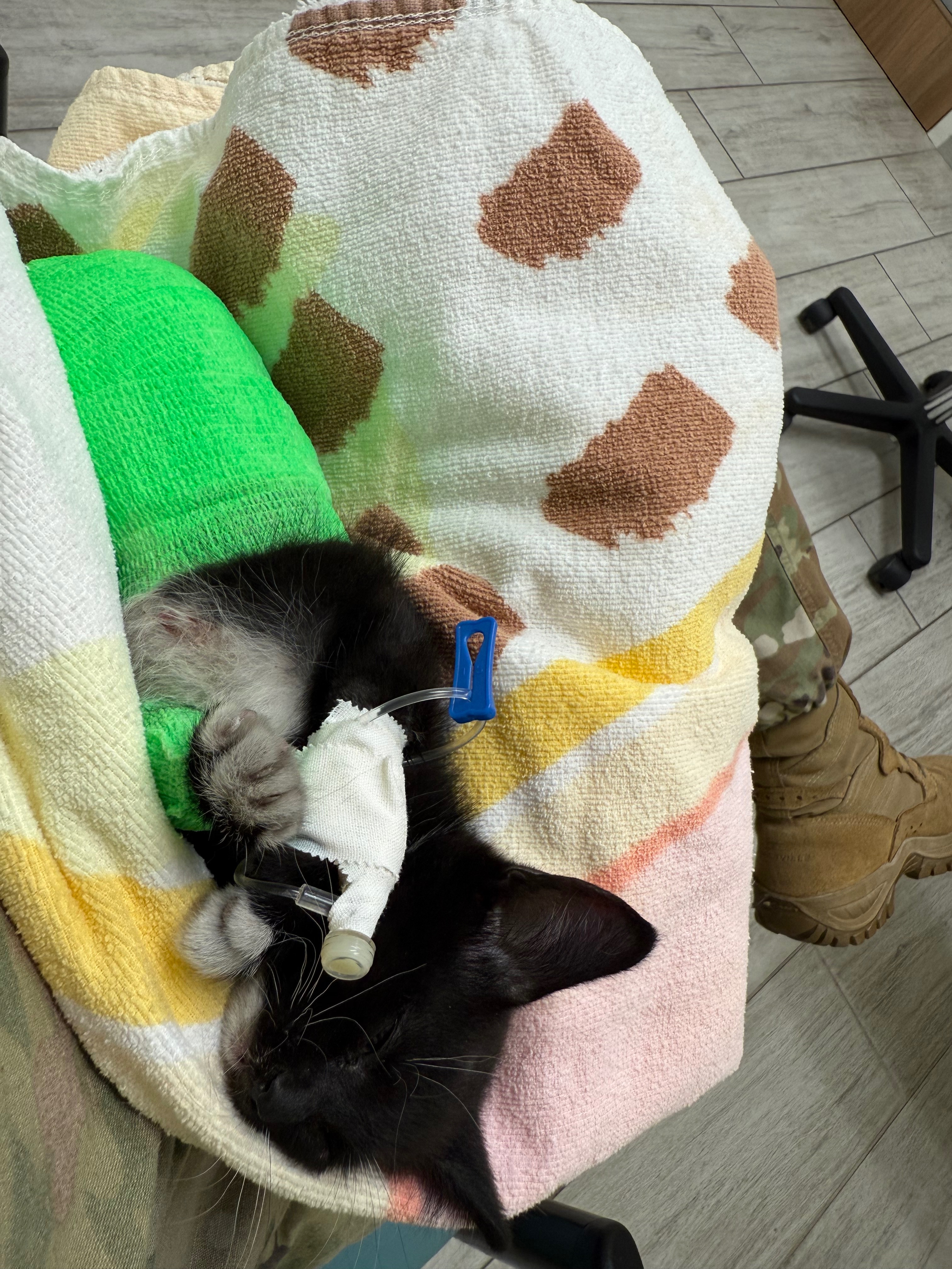 Help Me Save Molly- The Kitten Who Refused to Quit campaign photo, 4 of 8