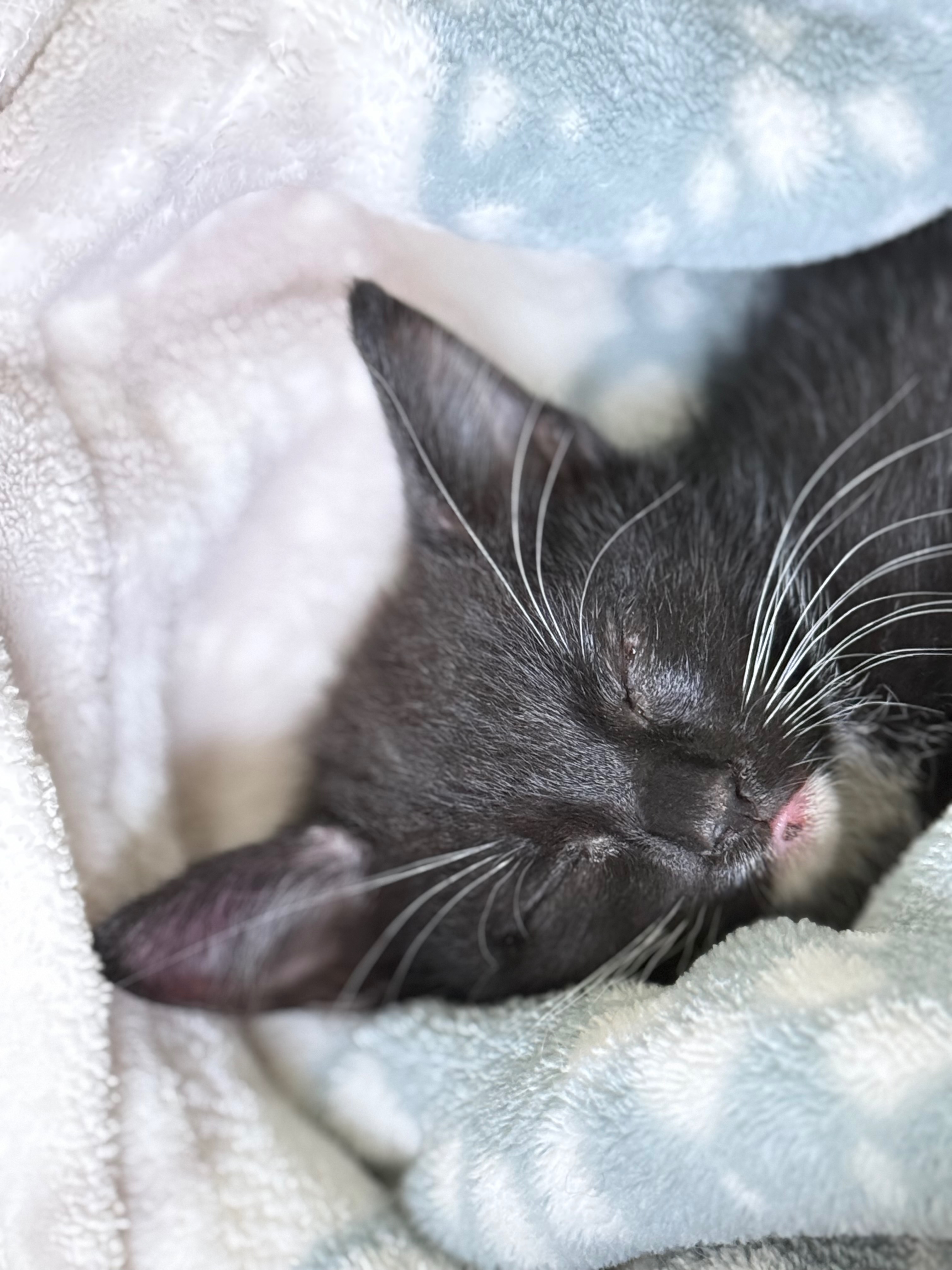 Help Me Save Molly- The Kitten Who Refused to Quit campaign photo, 5 of 8