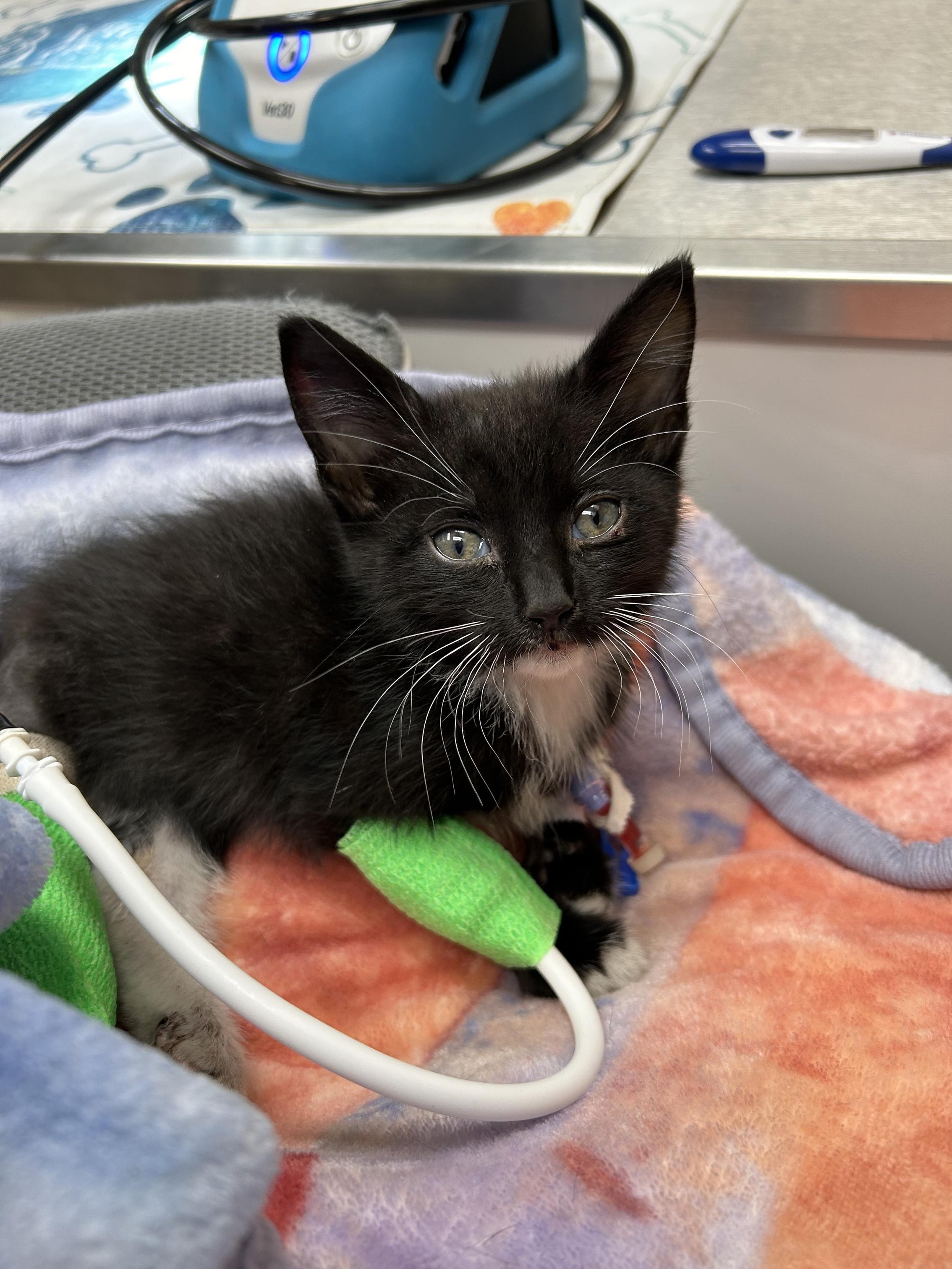 Help Me Save Molly- The Kitten Who Refused to Quit campaign photo, 6 of 8