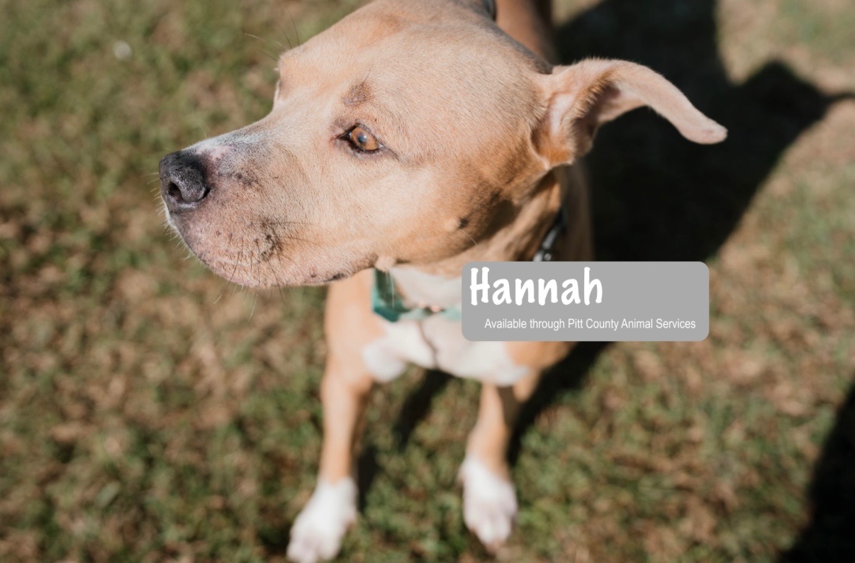 Help Feed Families and Their Furry Members This Thanksgiving campaign photo, 4 of 5