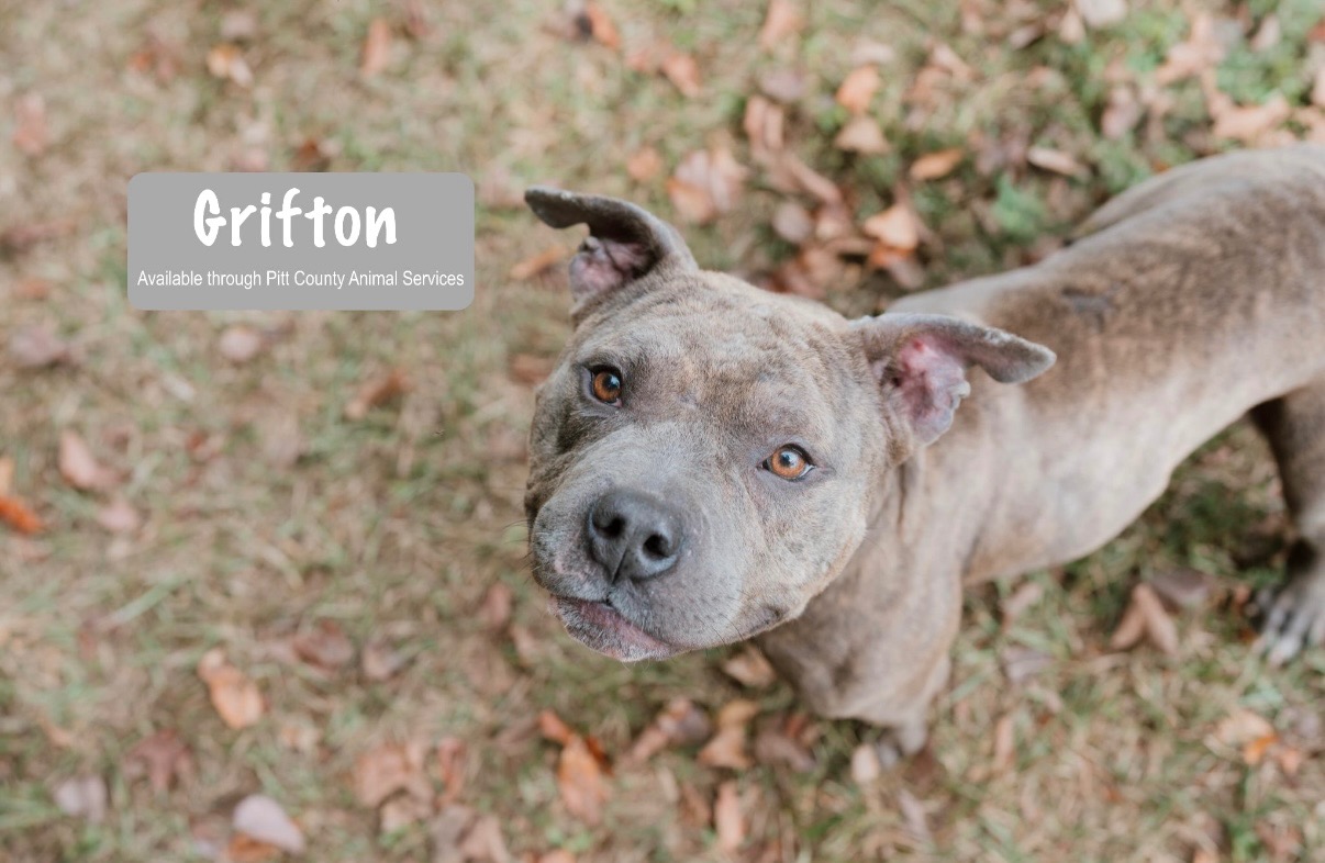 Help Feed Families and Their Furry Members This Thanksgiving campaign photo, 2 of 5