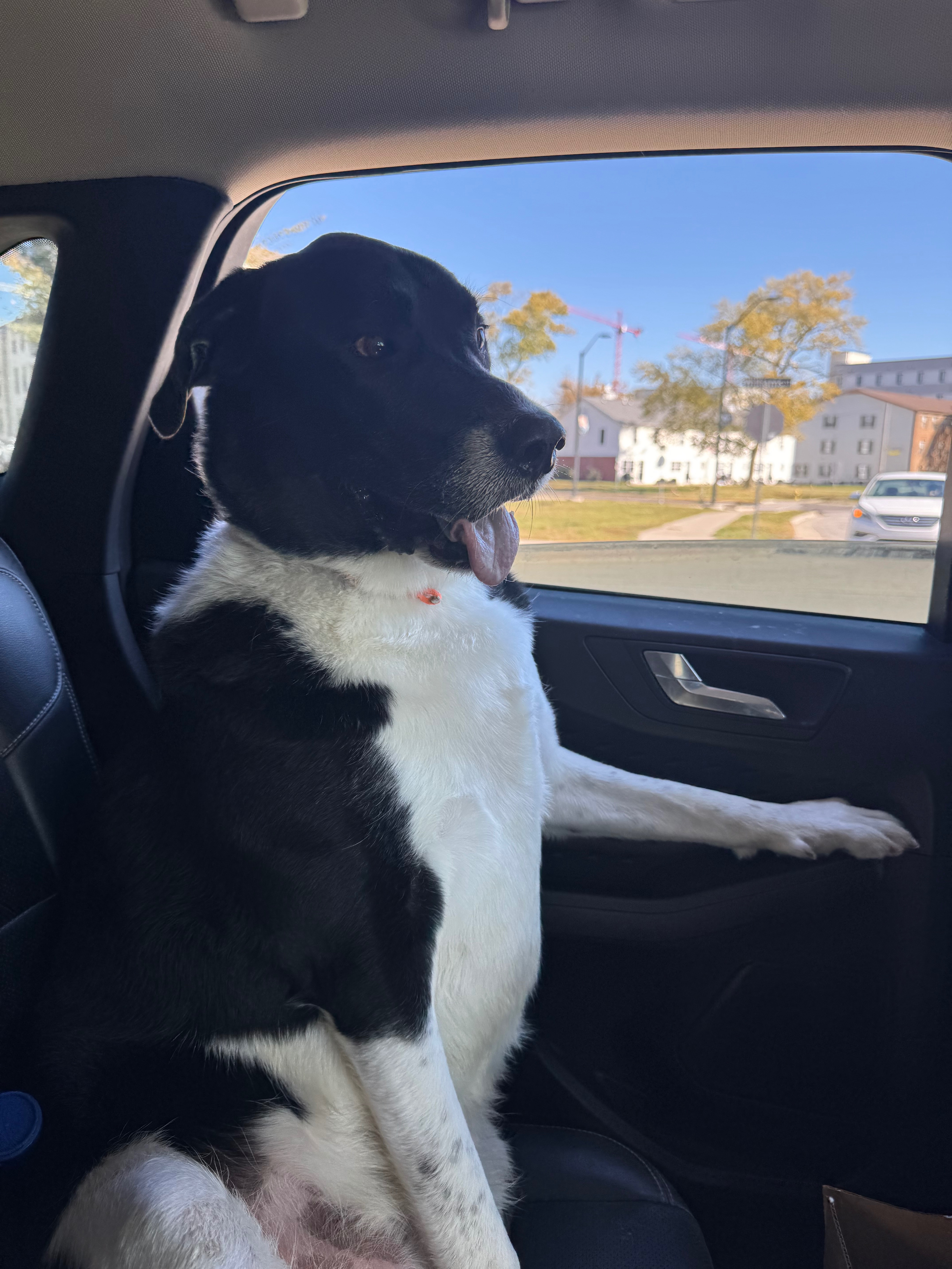 Help Bluey Get the MRI He Needs campaign photo, 2 of 6