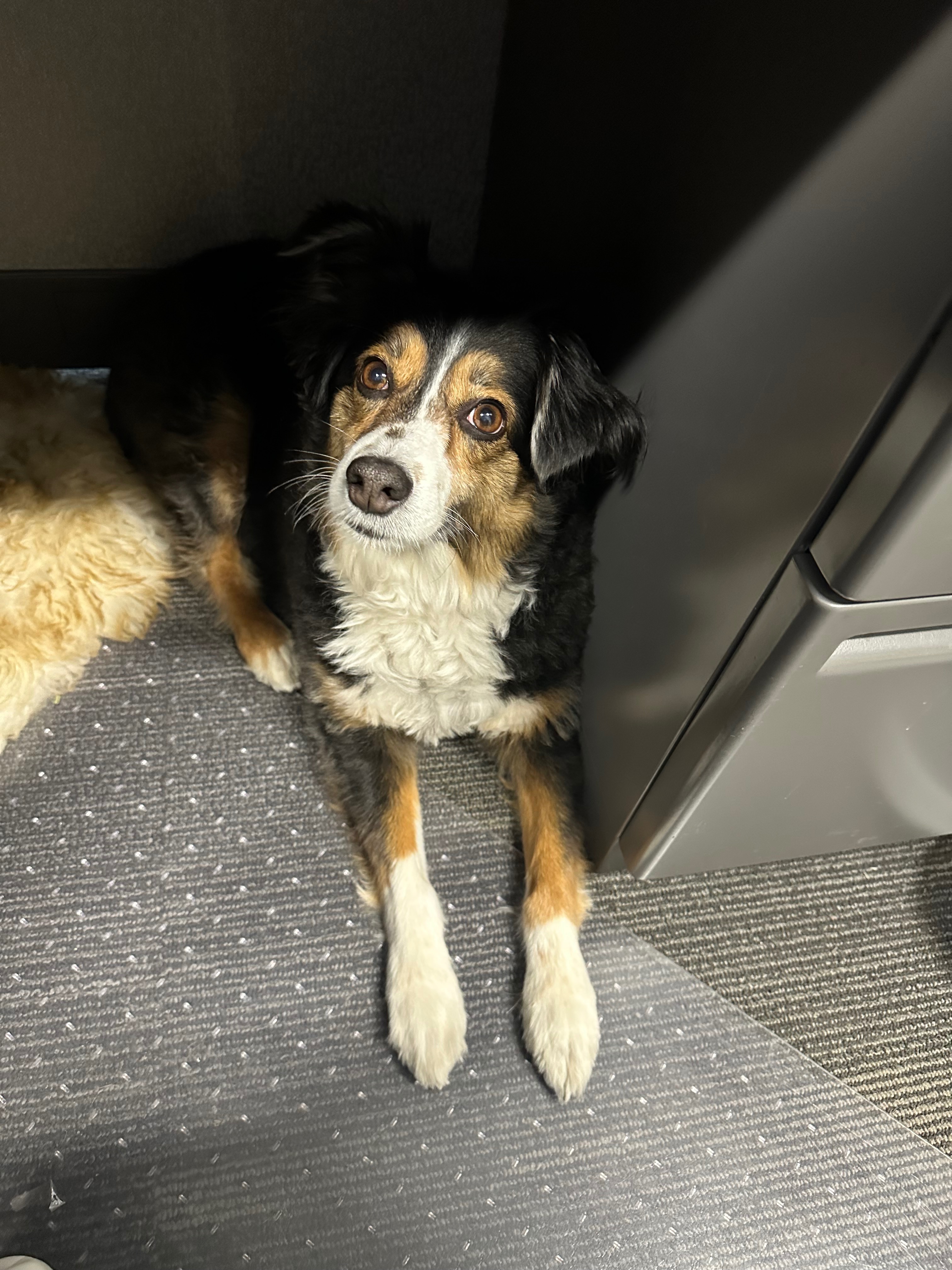 Help Lucy Heal After Her Accident campaign photo, 4 of 8