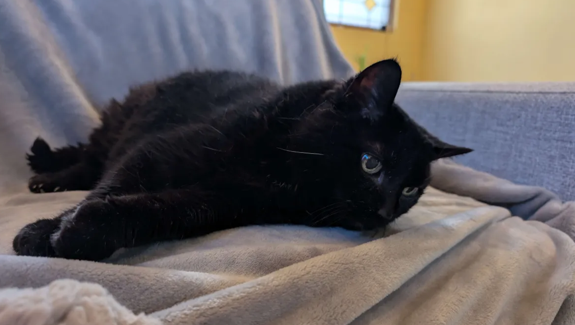 Emergency Medical Bills for Lily photo