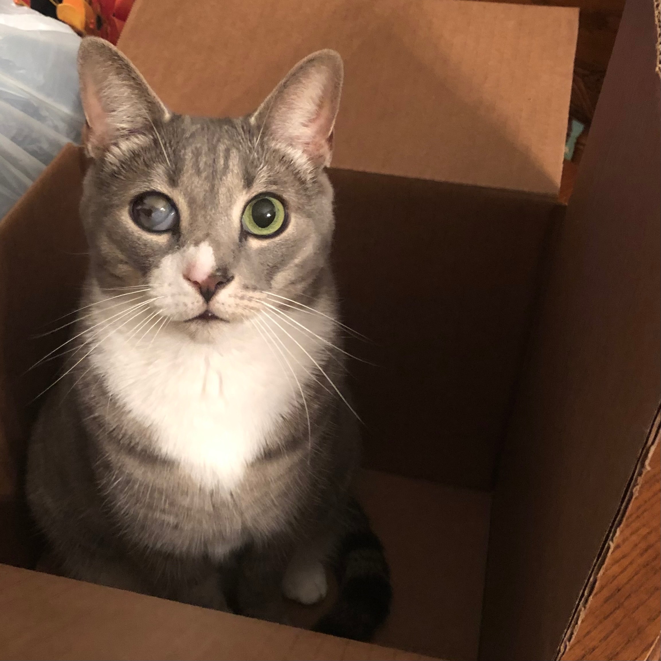 Donate to Help Me Save Bean's Life campaign photo, 7 of 8