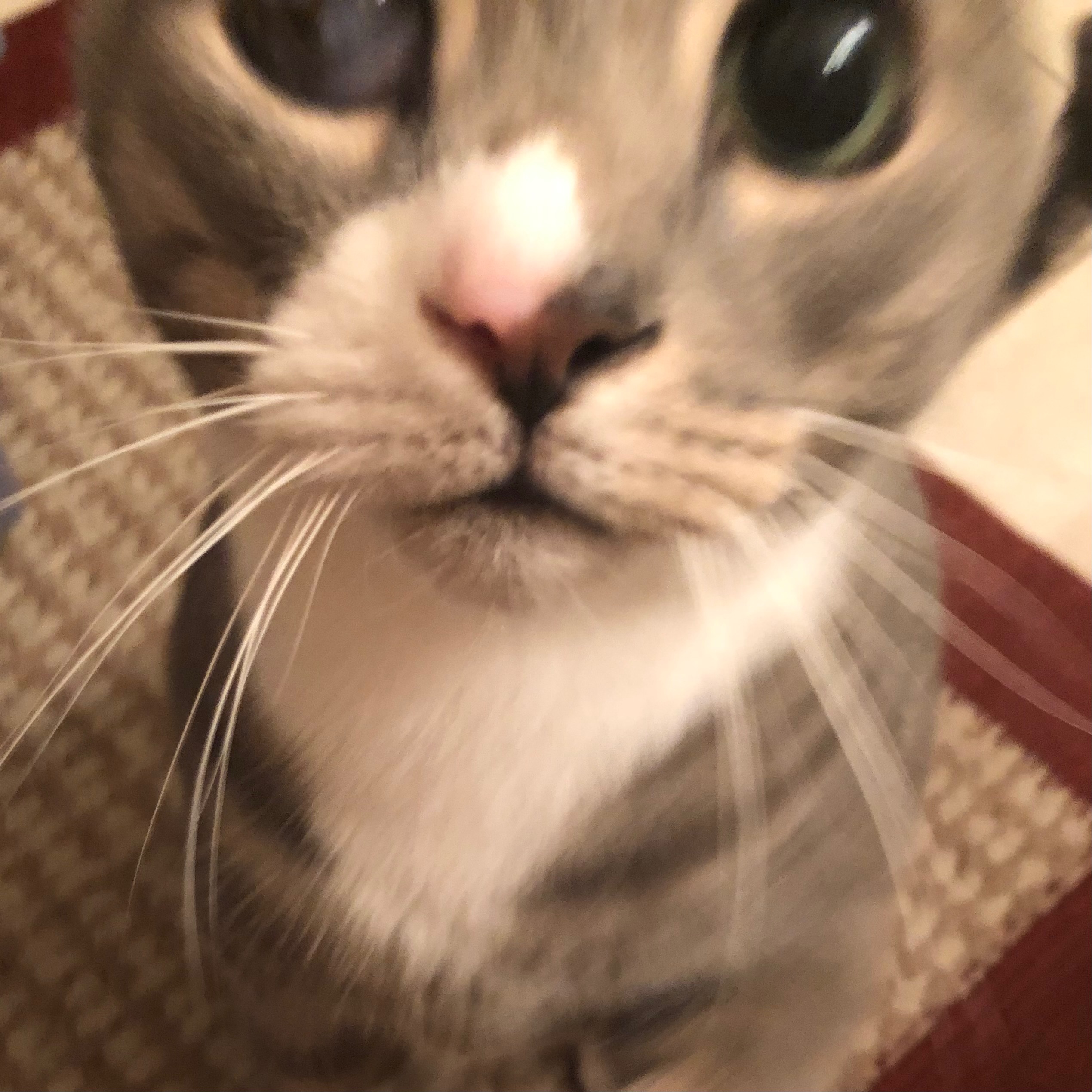 Donate to Help Me Save Bean's Life campaign photo, 2 of 8