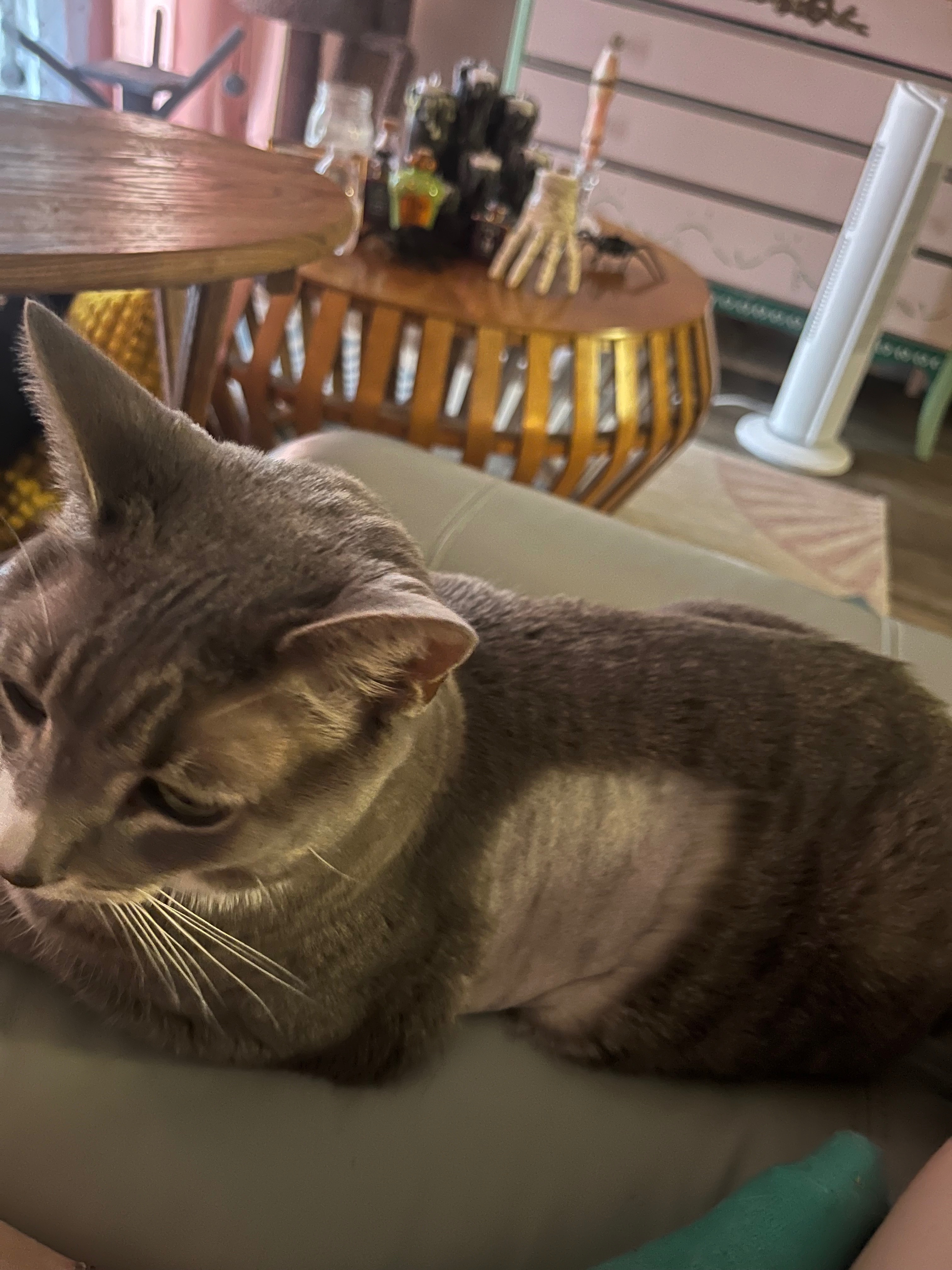 Donate to Help Me Save Bean's Life campaign photo, 4 of 8