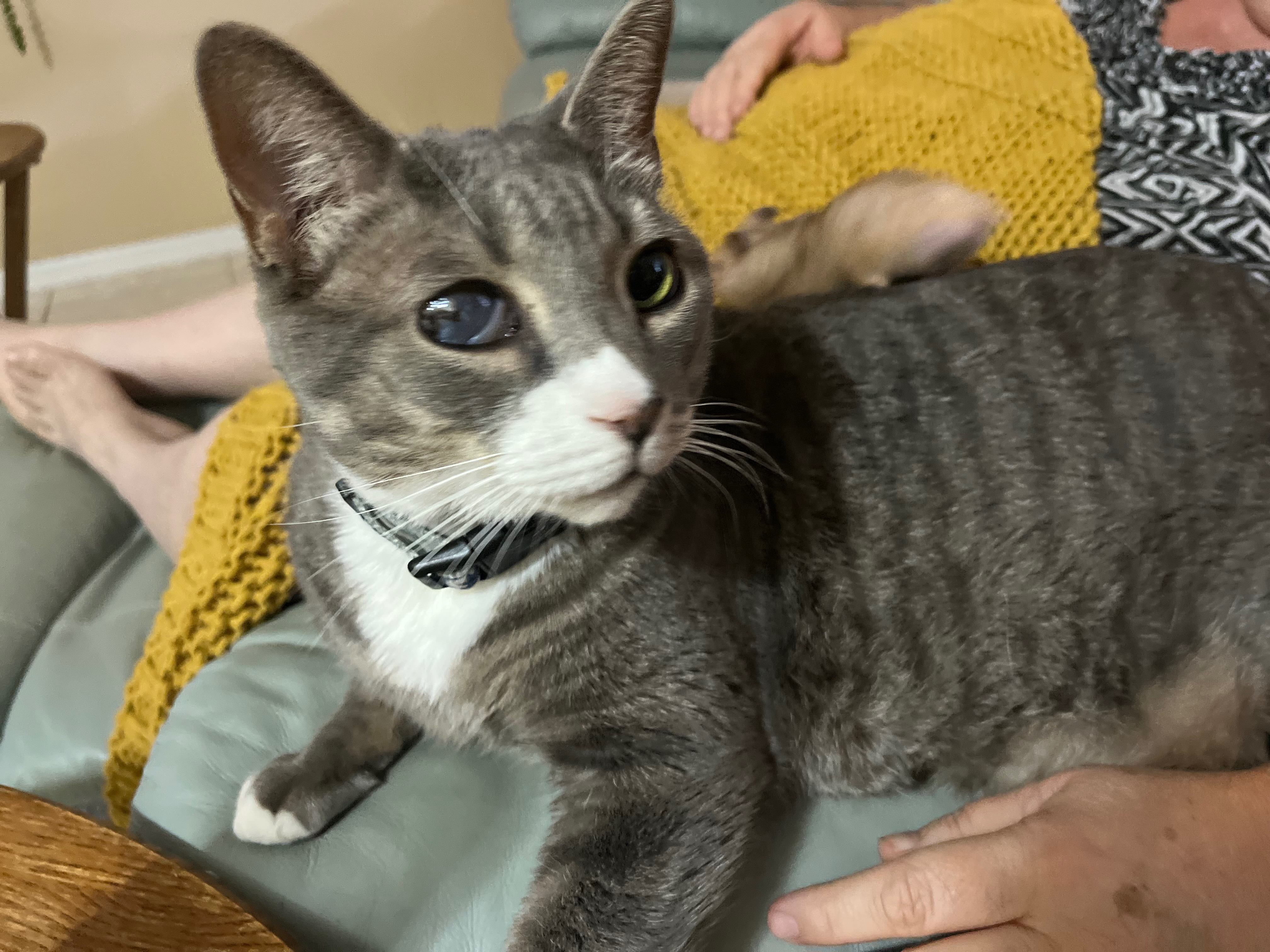 Donate to Help Me Save Bean's Life campaign photo, 5 of 8