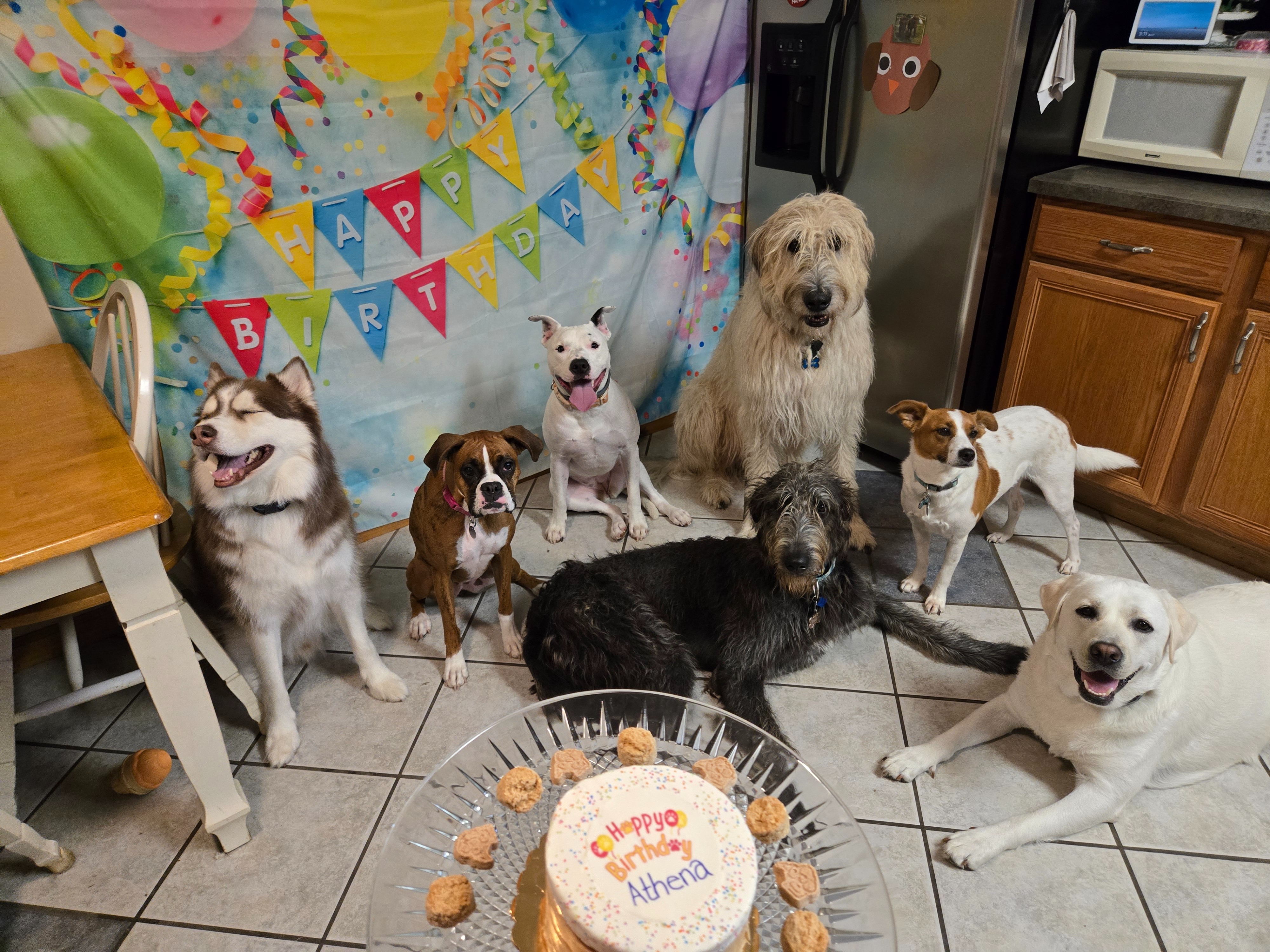 Support my dream of a facility for From Fur to Feathers, LLC campaign photo, 4 of 8