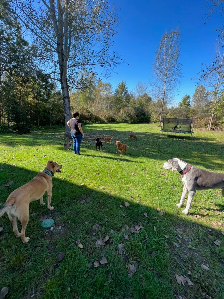 Support my dream of a facility for From Fur to Feathers, LLC campaign photo, 5 of 8