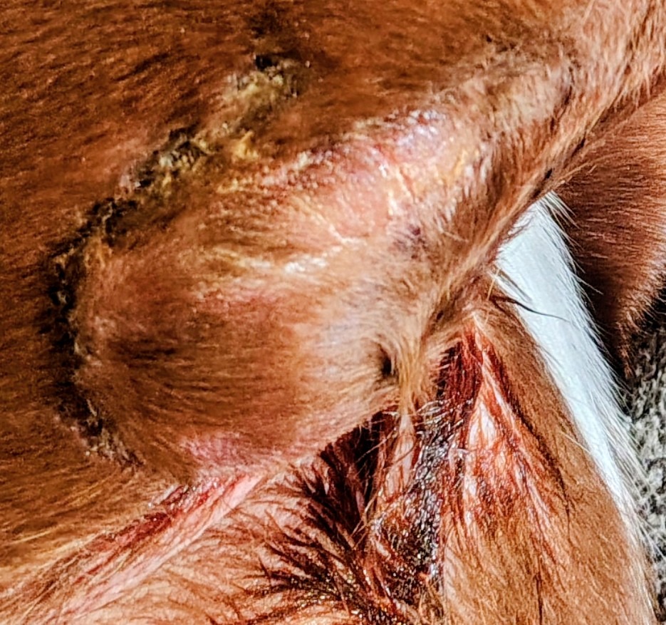 Help Axel Recover from Coyote Attack campaign photo, 7 of 8