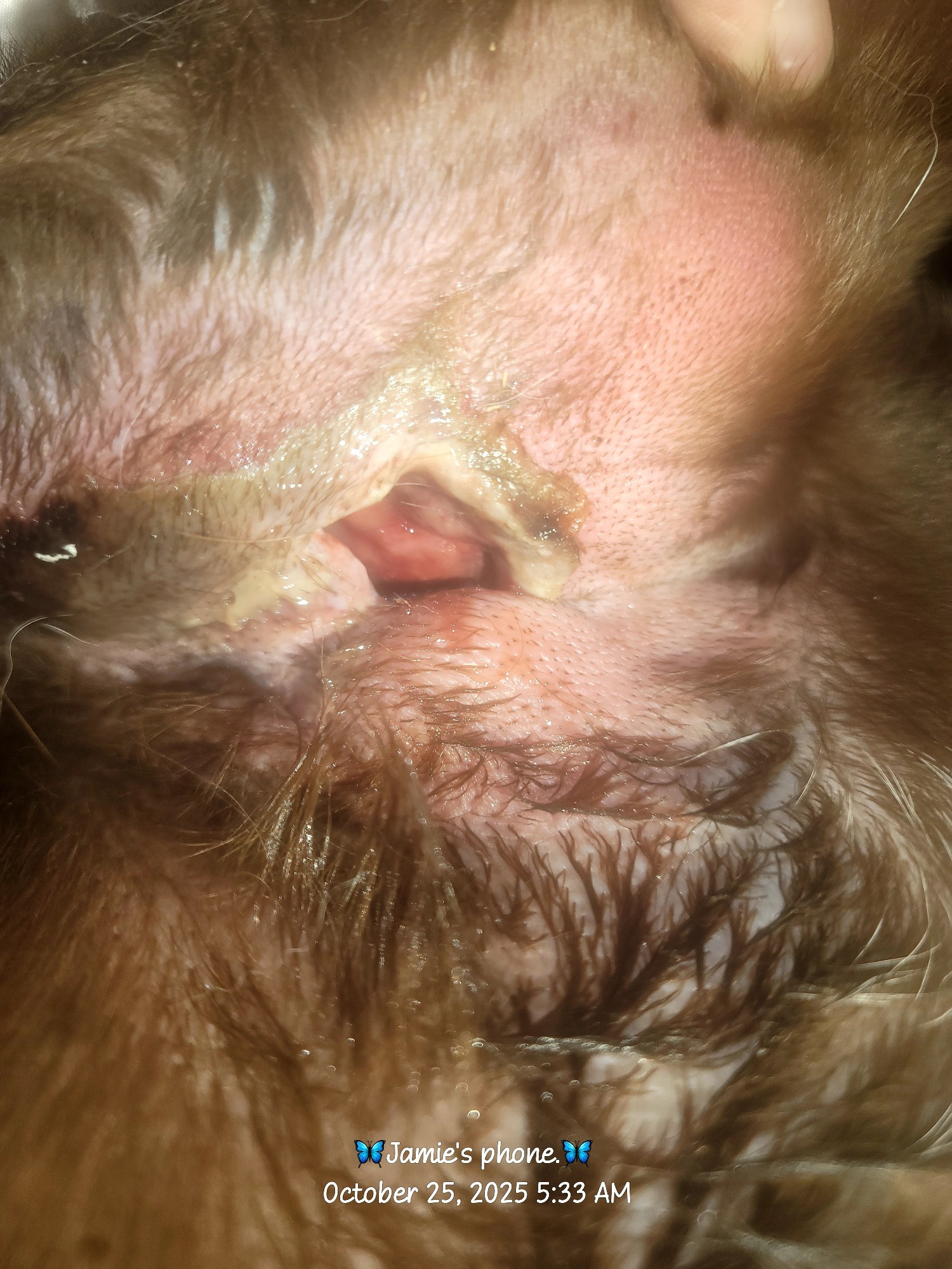 Help Axel Recover from Coyote Attack campaign photo, 2 of 8