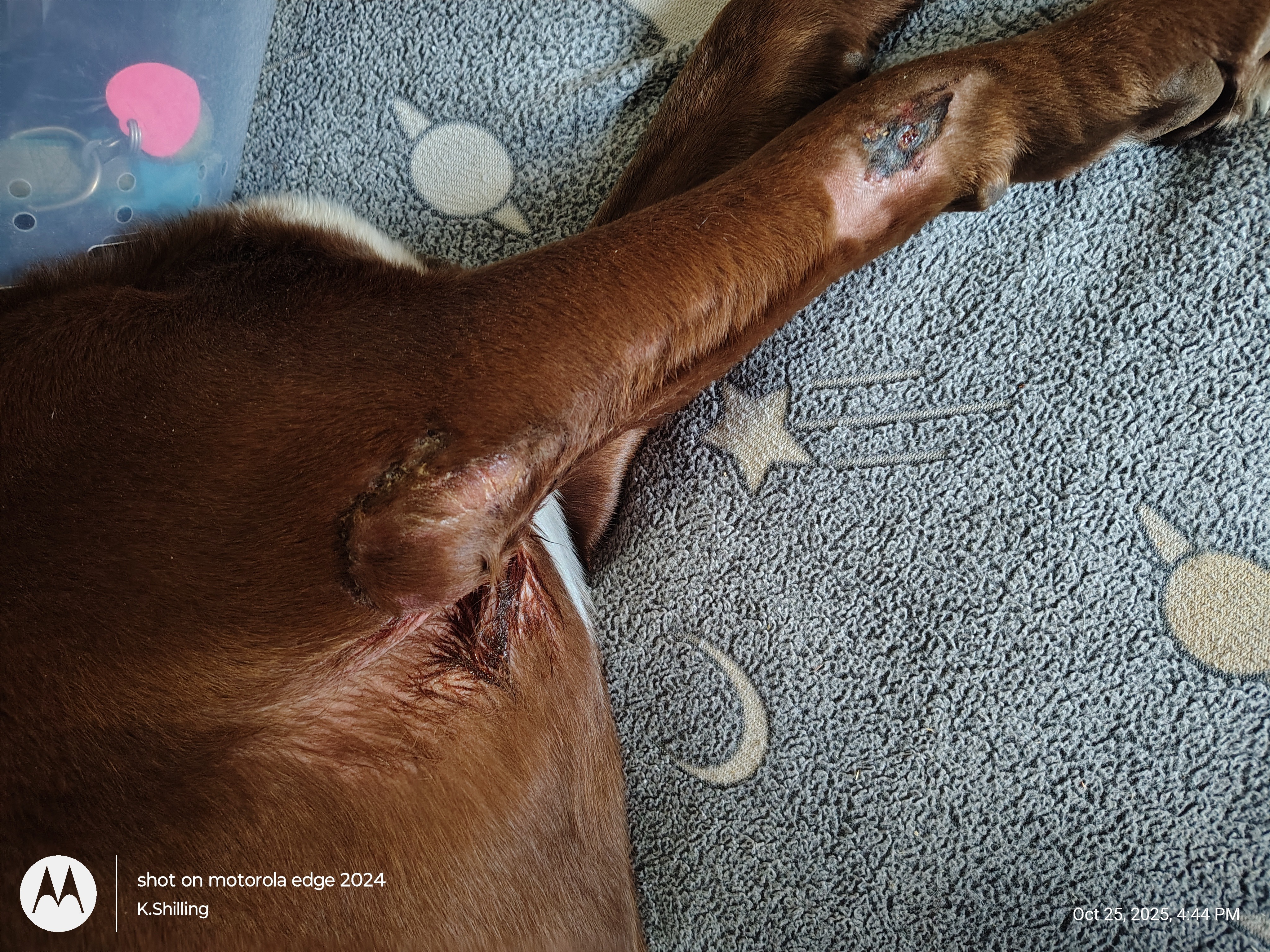 Help Axel Recover from Coyote Attack campaign photo, 4 of 8