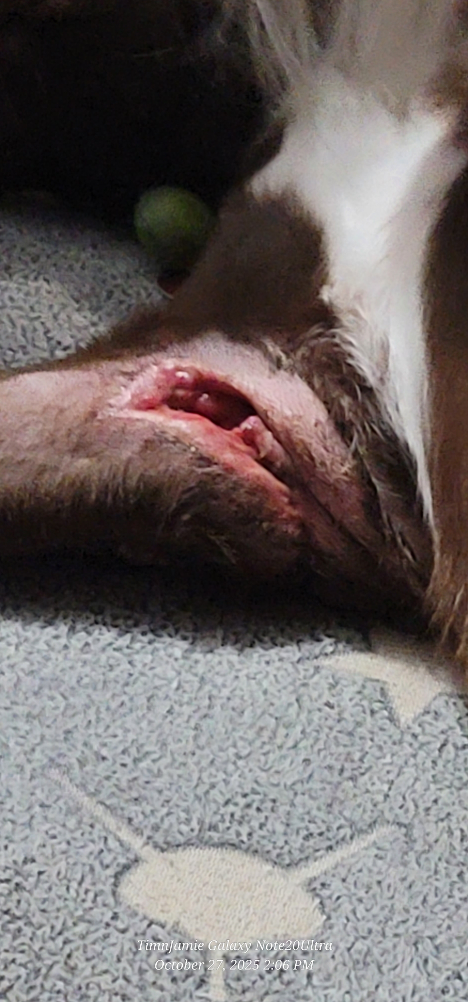 Help Axel Recover from Coyote Attack campaign photo, 5 of 8