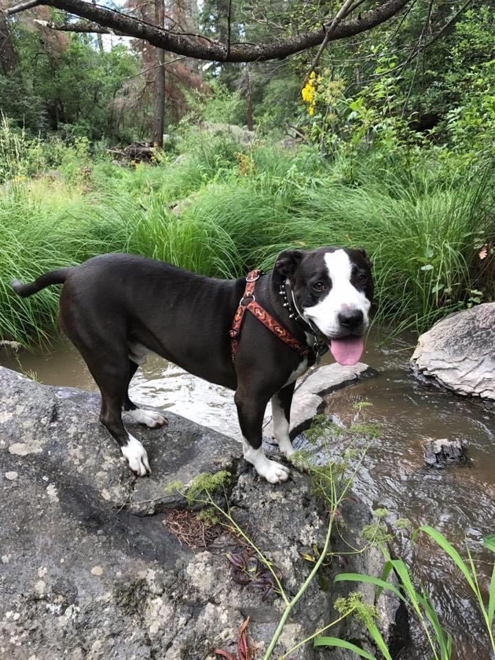Help Buster Overcome His Health Battle campaign photo, 7 of 8