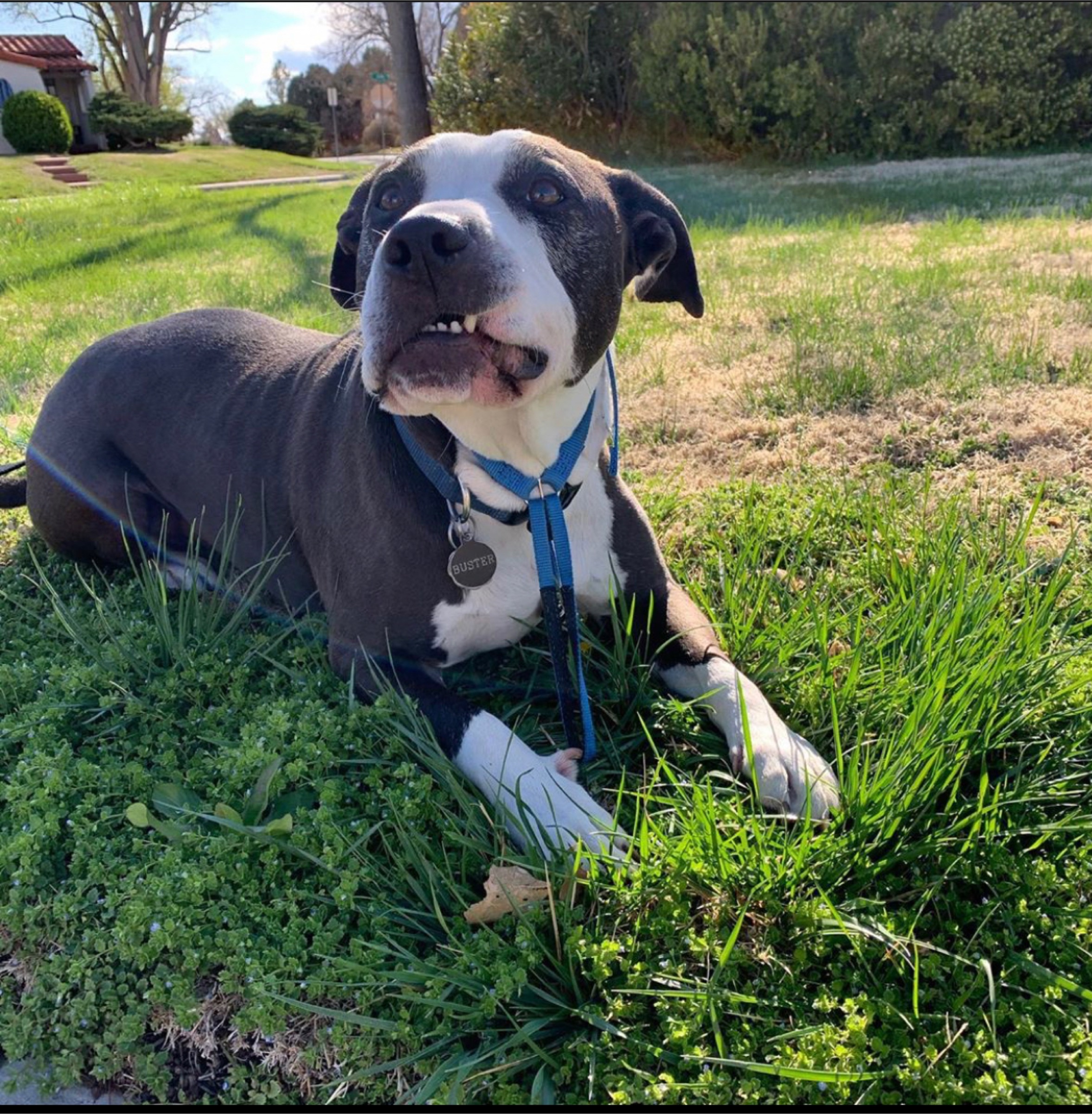 Help Buster Overcome His Health Battle campaign photo, 4 of 8