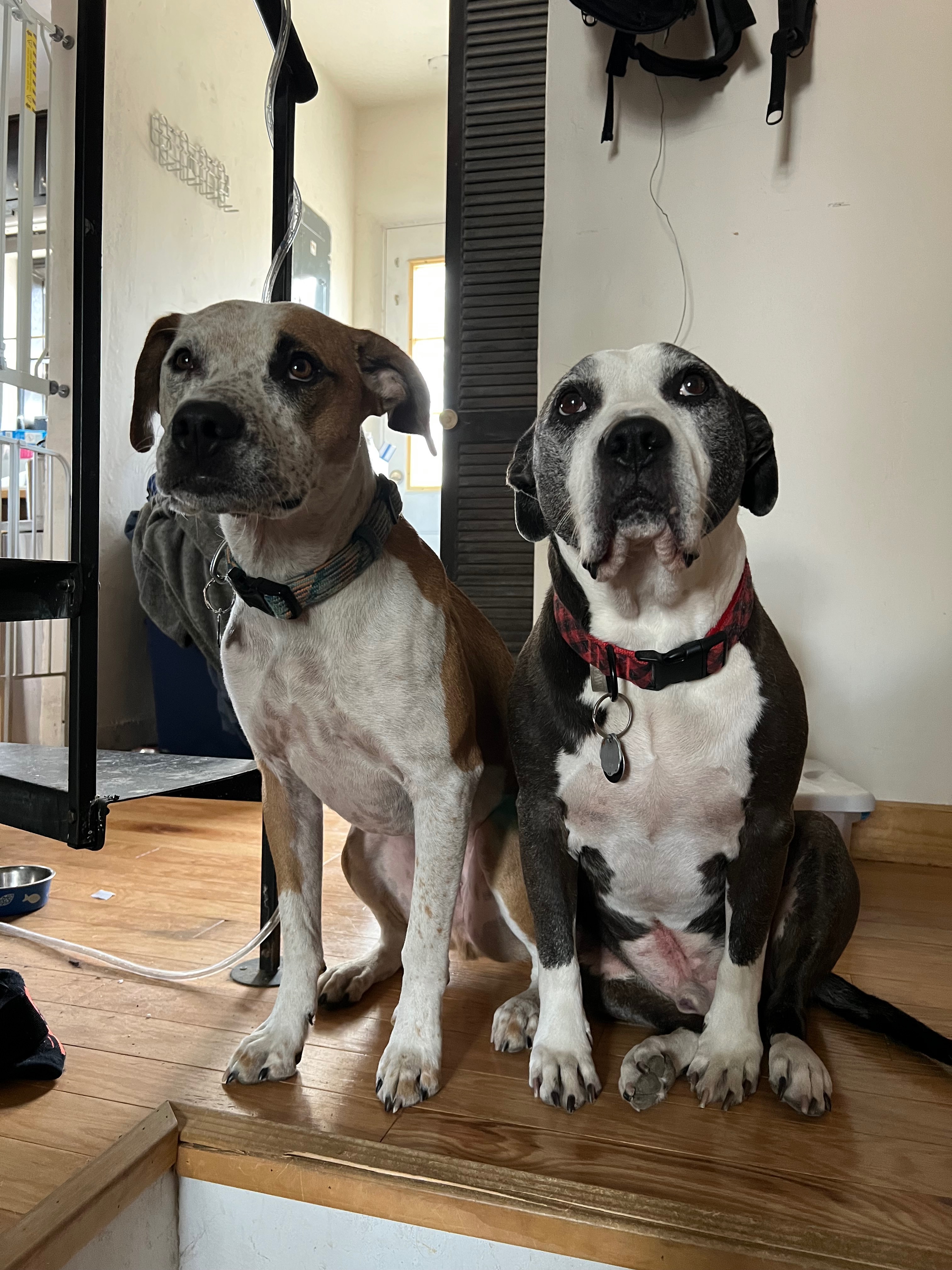 Help Buster Overcome His Health Battle campaign photo, 5 of 8