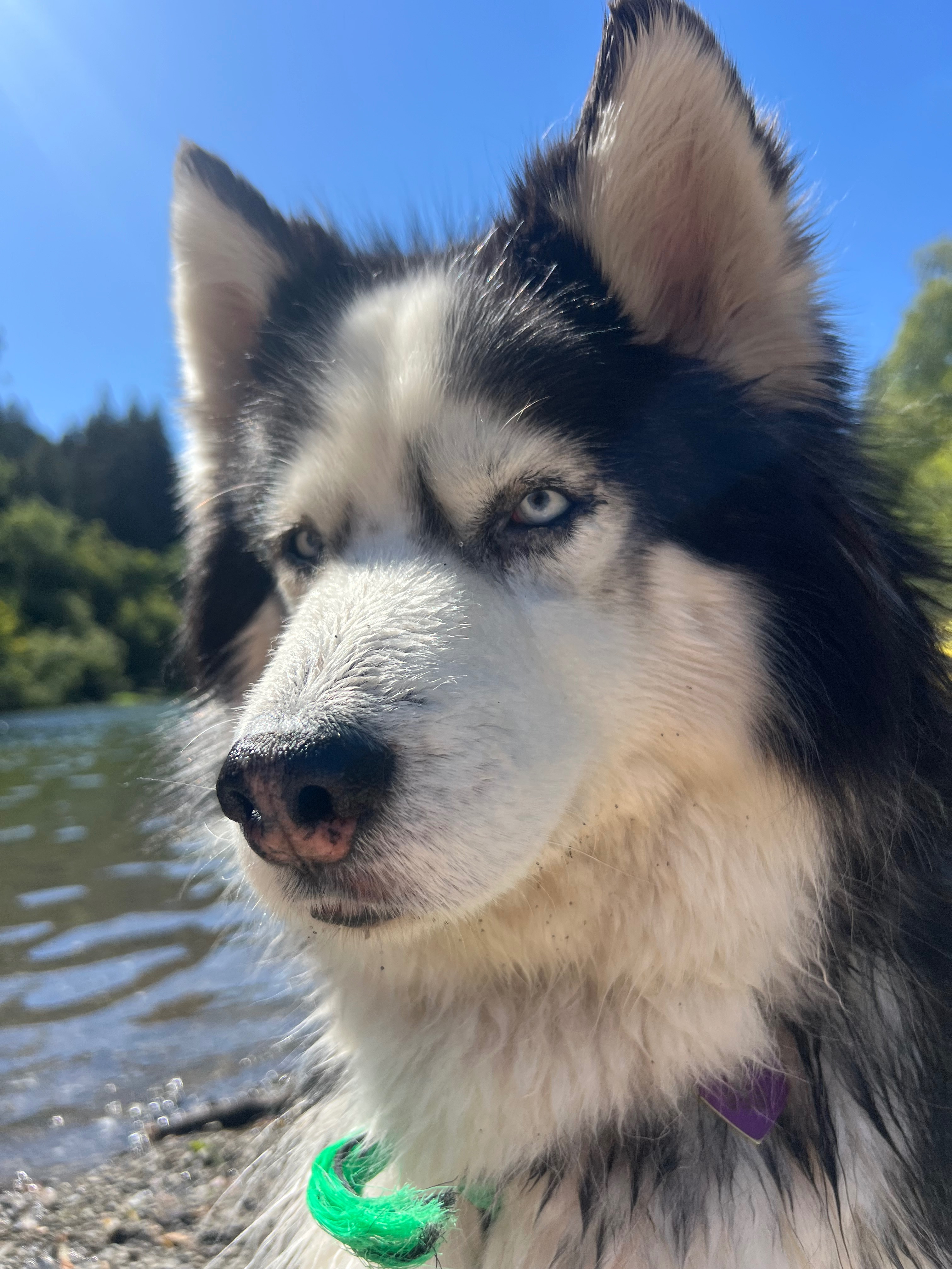 Help Ace Get Life-Saving Surgery campaign photo, 2 of 4