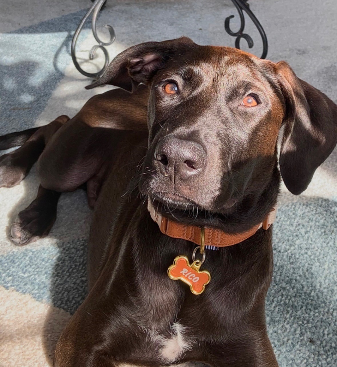 Save Rico: Urgent Medical Funds Needed campaign photo, 2 of 4