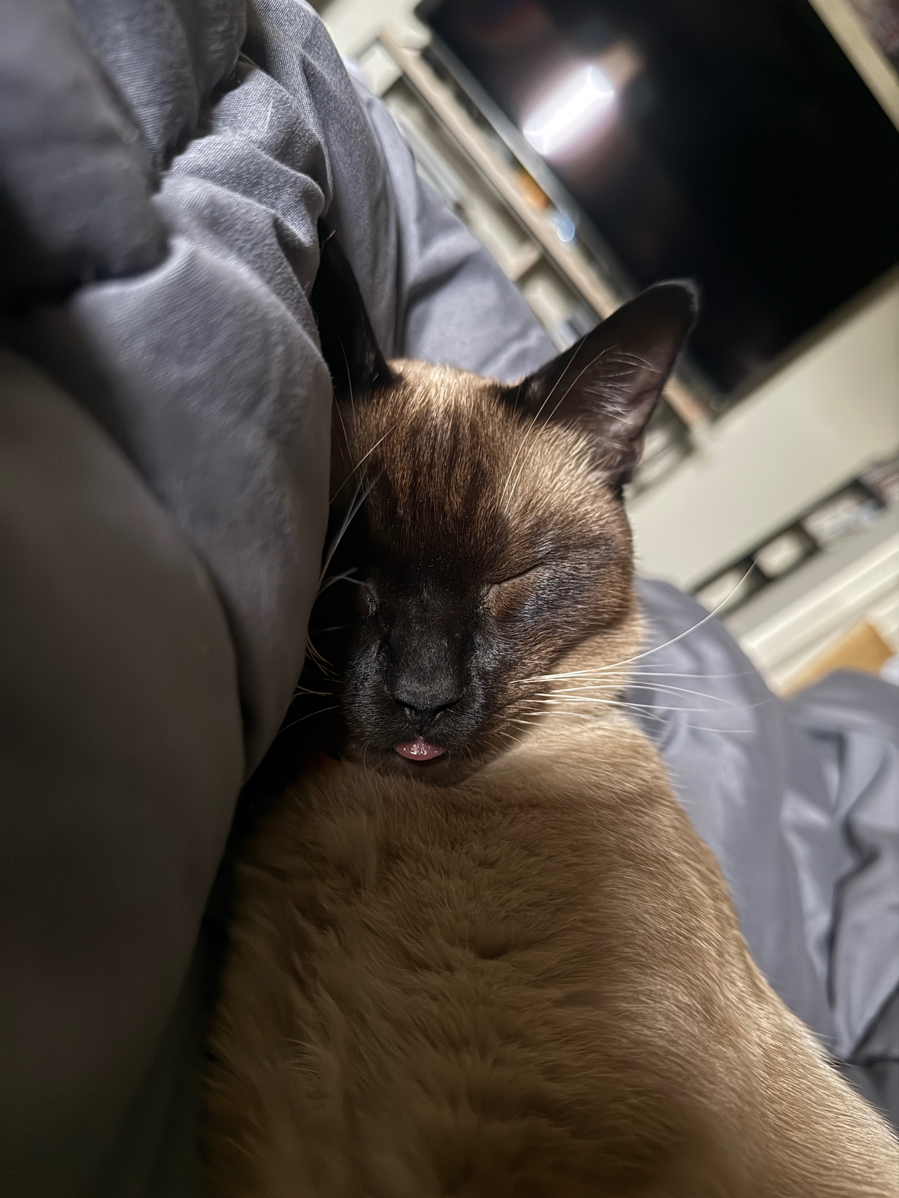 Support Dmitri's Emergency Vet Treatment campaign photo, 5 of 6