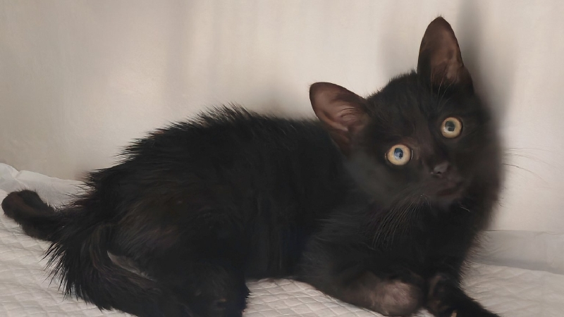 ❤️️ Sostegno e Adozione per Mali ️❤️