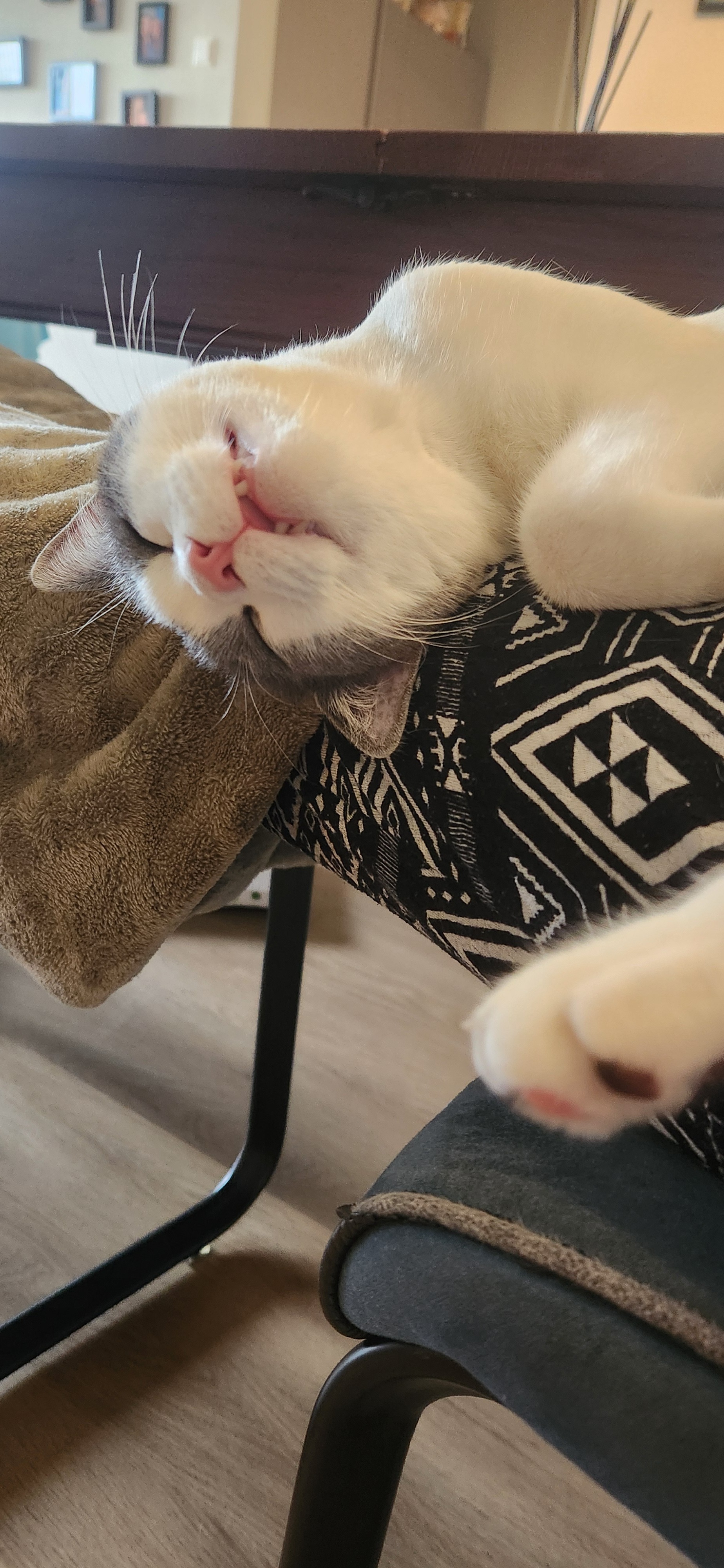 Help Gigi Get His Purr Back campaign photo, 7 of 8